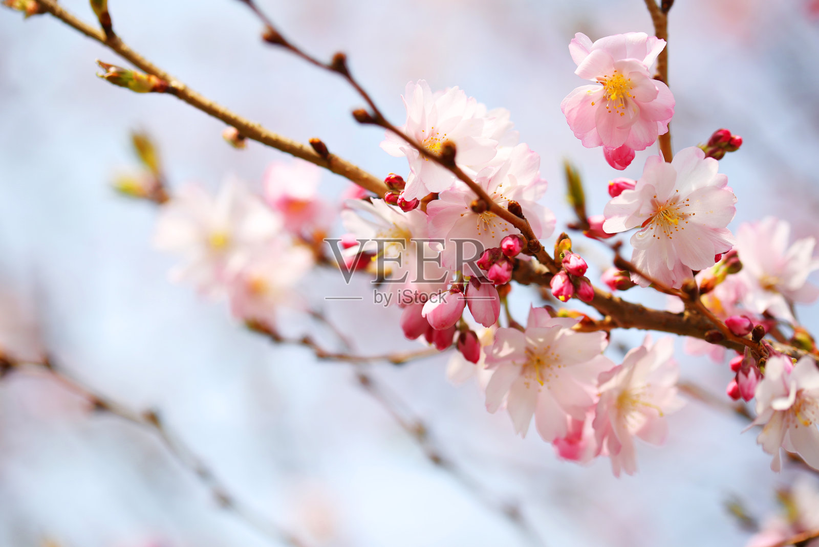 樱花。樱花照片摄影图片