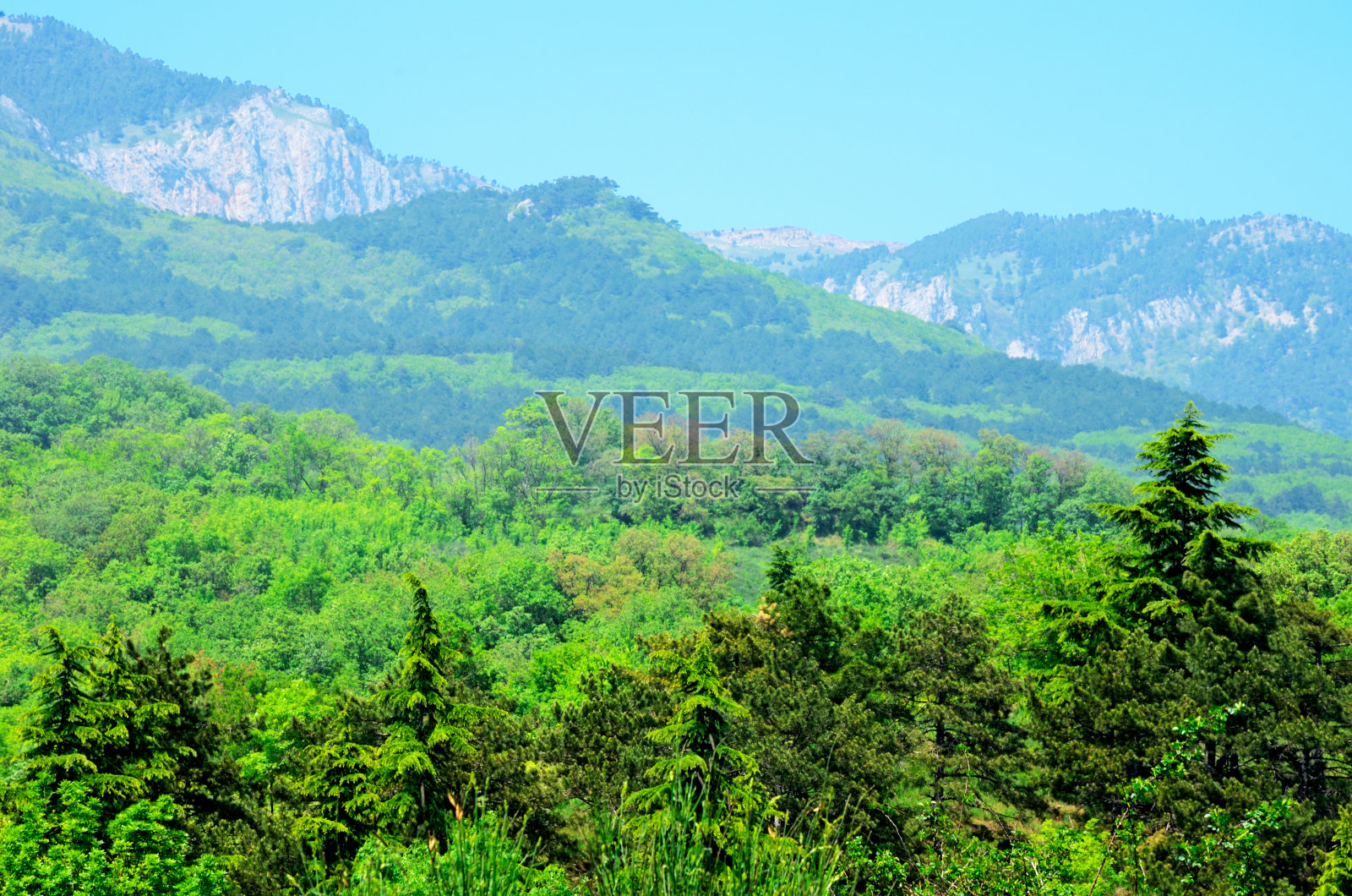 生长在克里米亚山区的绿色云杉照片摄影图片