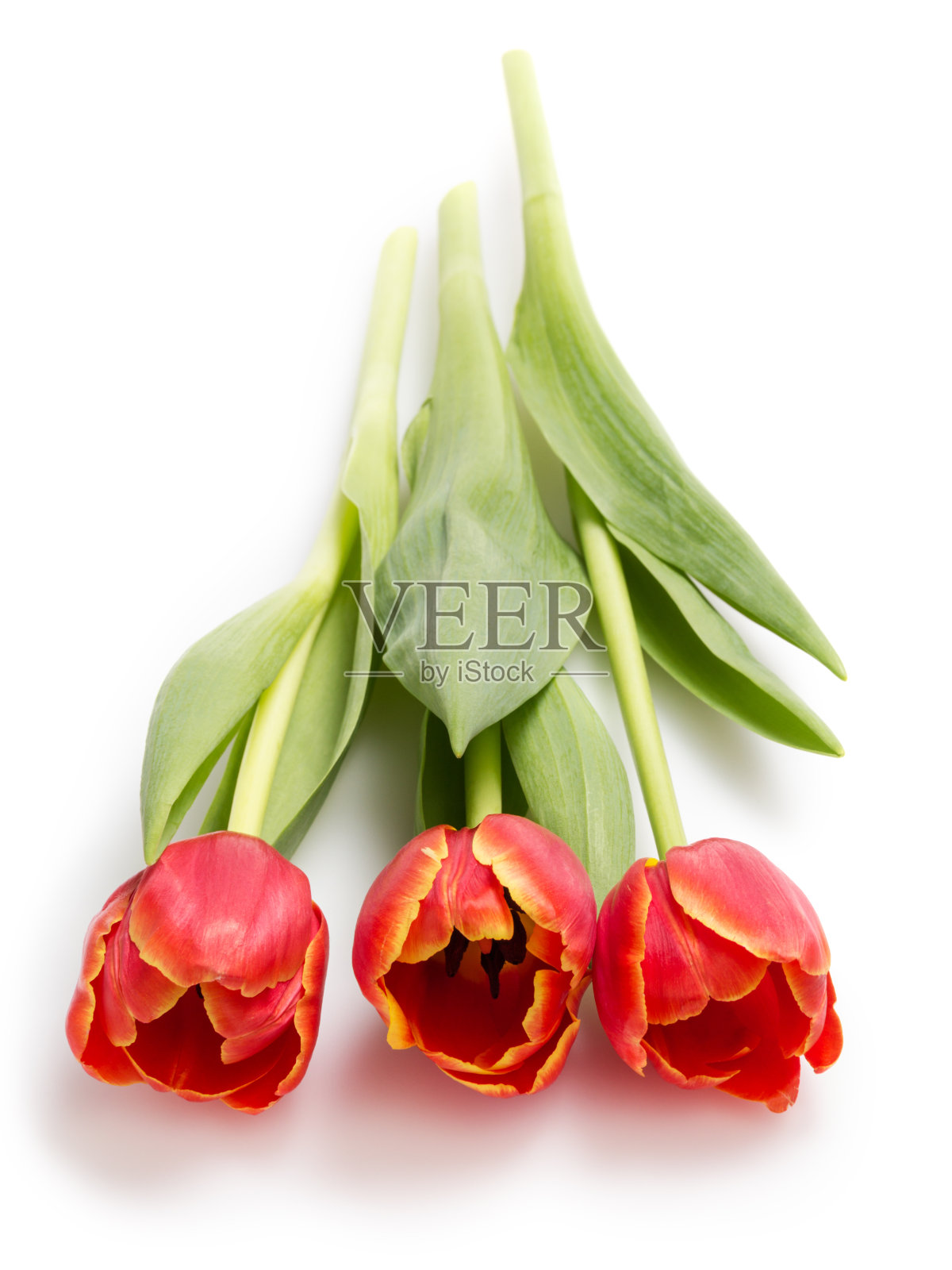 三个美丽的郁金香照片摄影图片