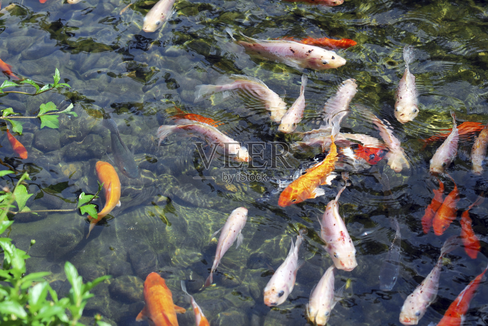 鱼照片摄影图片