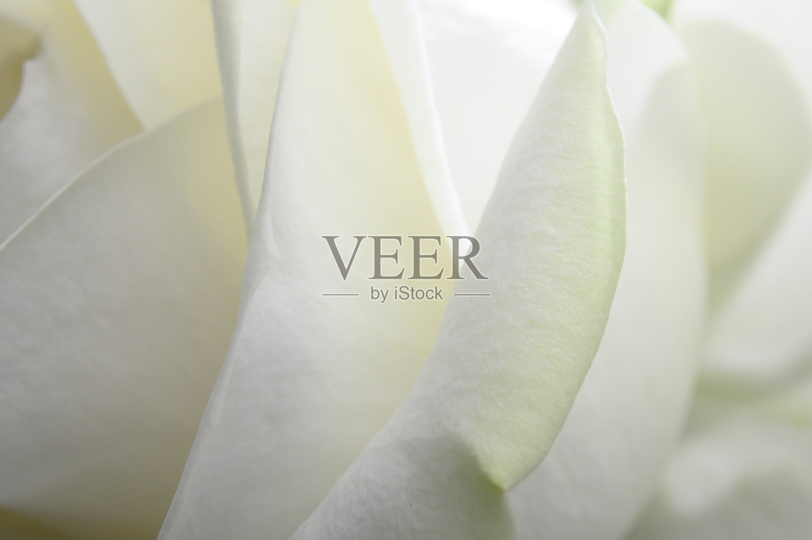 白色玫瑰花的宏照片摄影图片