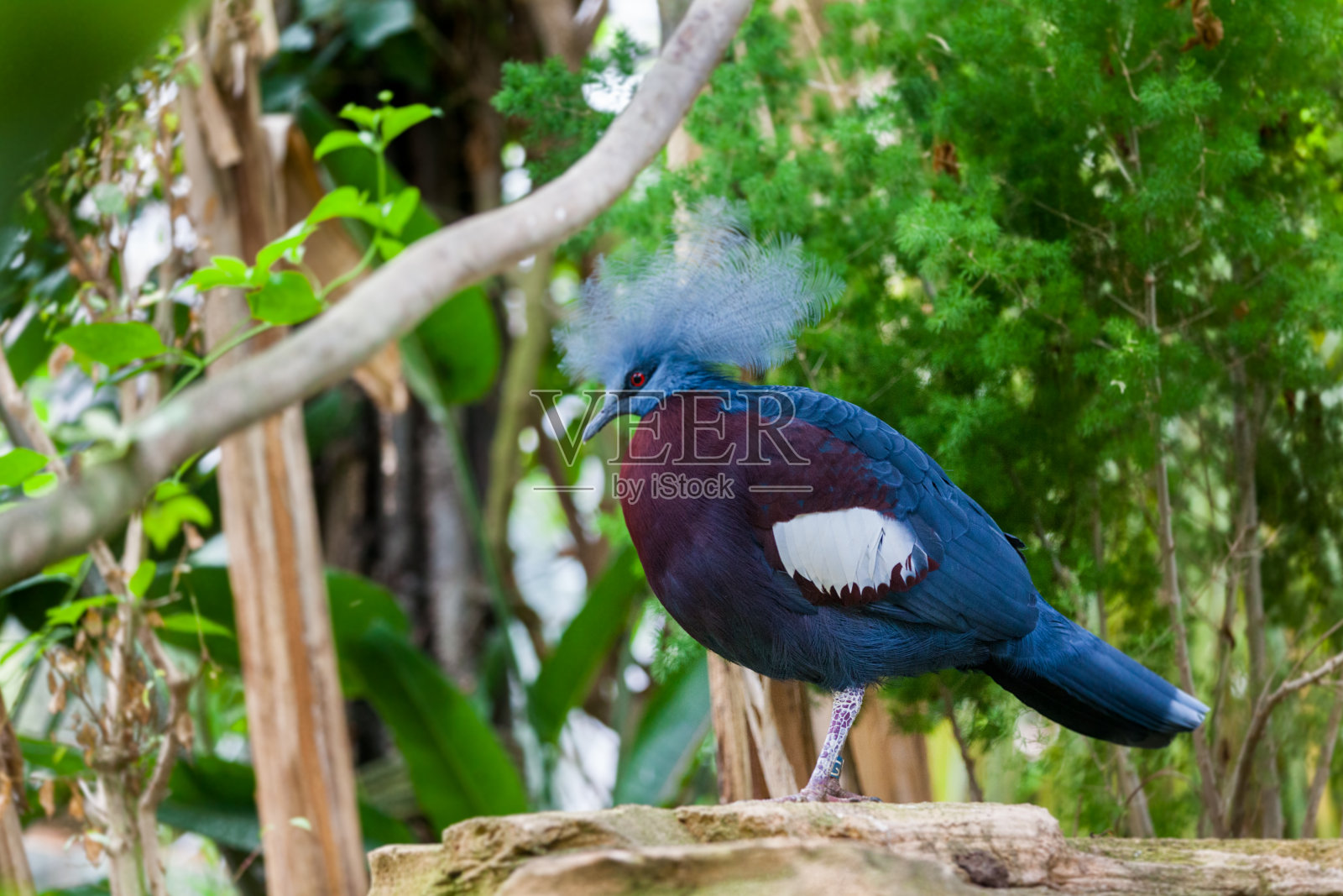 西方加冕鸽子照片摄影图片