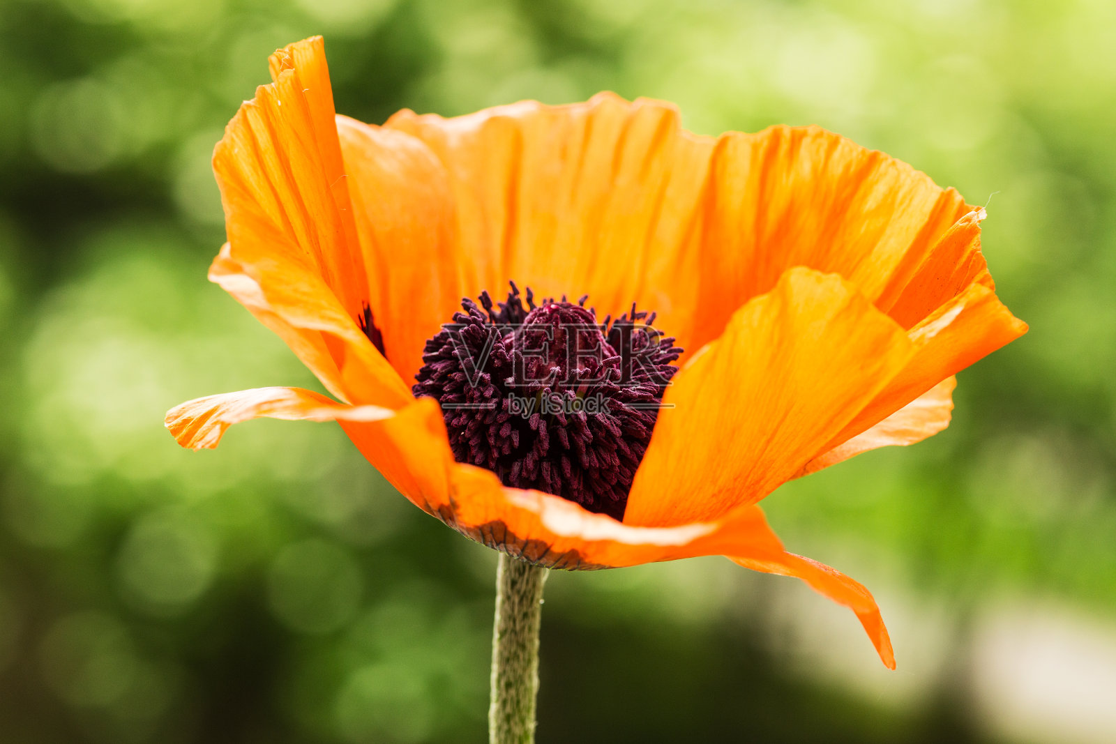 虞美人照片摄影图片