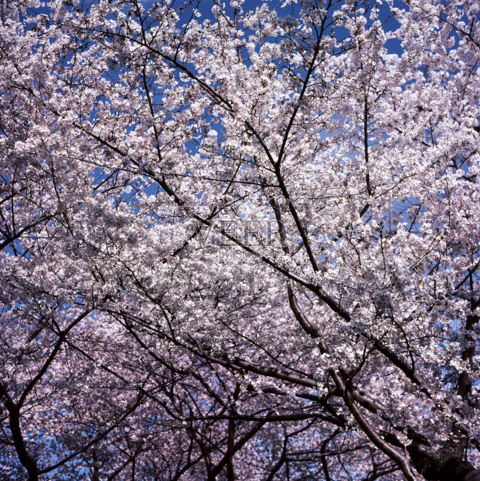 潮汐池樱花盛开照片摄影图片