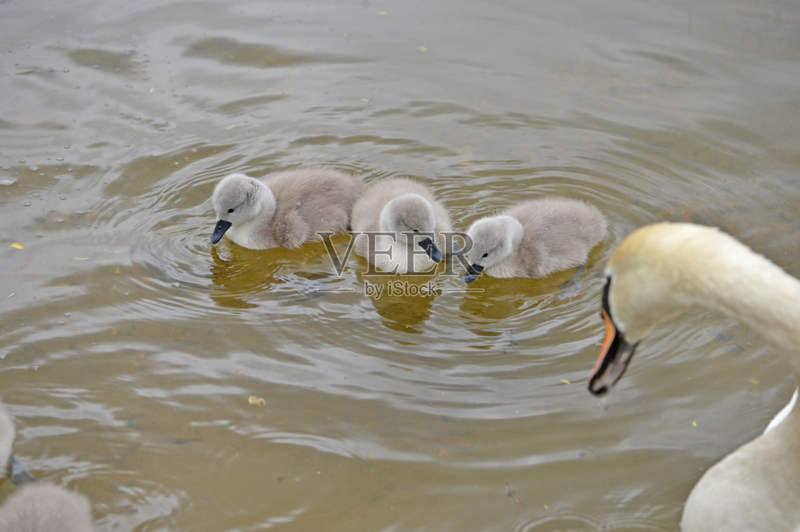 天鹅在湖照片摄影图片