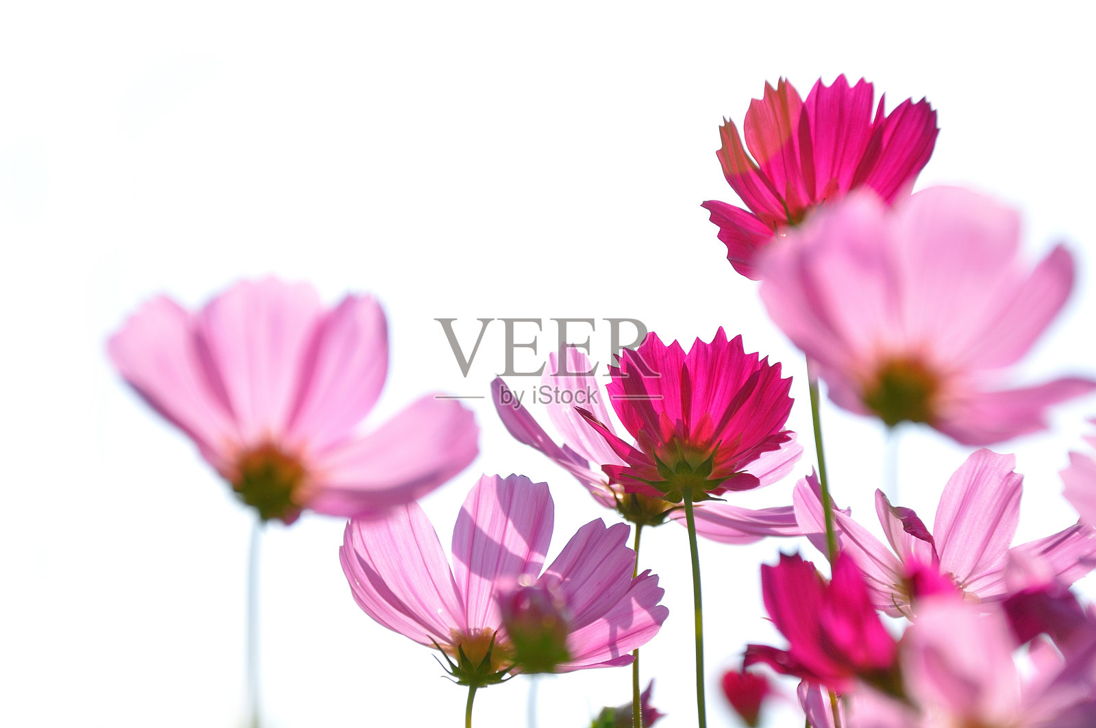 白色背景的草地上粉红色的雏菊照片摄影图片