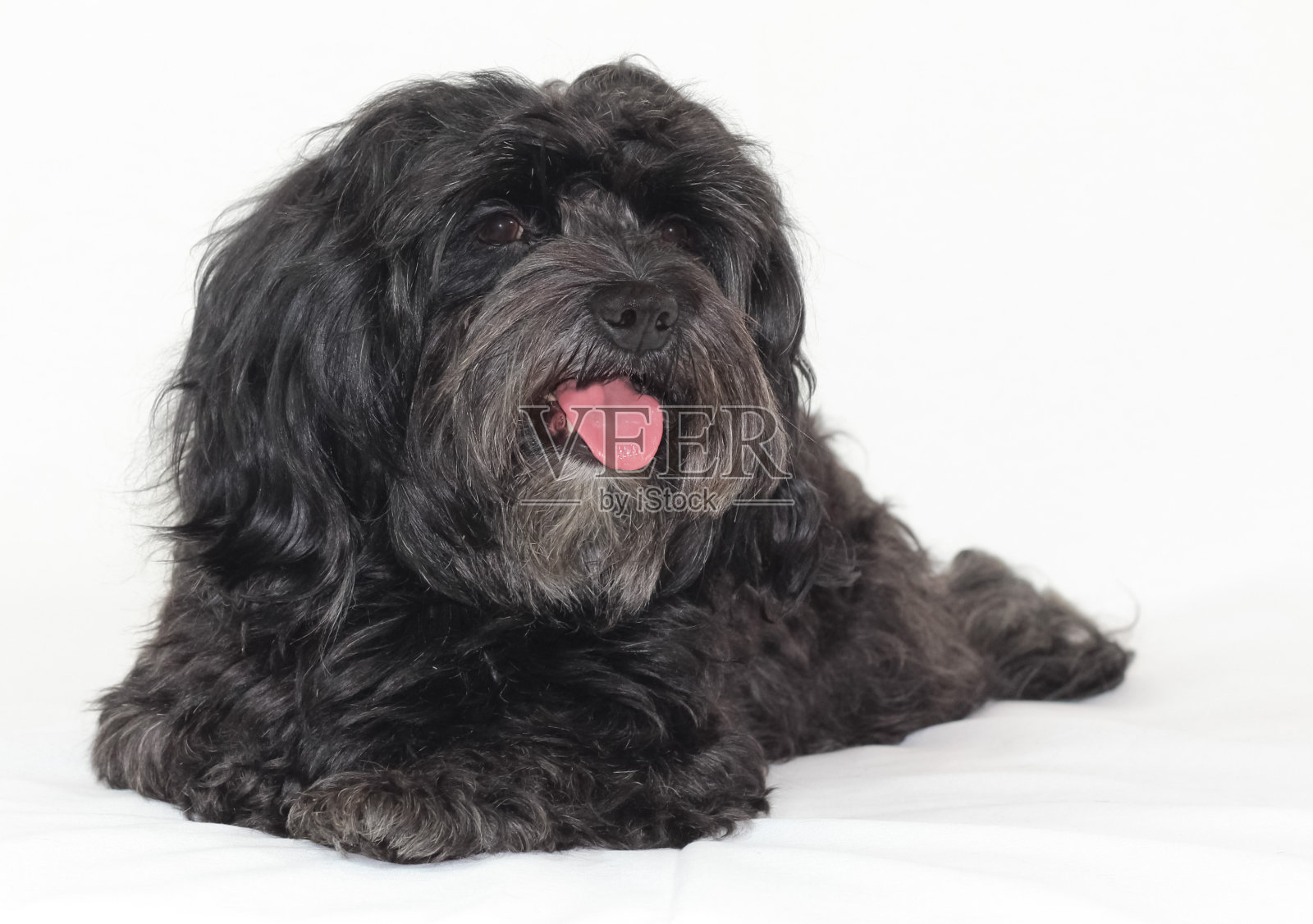 哈瓦尼瑟，哈瓦尼斯R？de 4 贾雷照片摄影图片