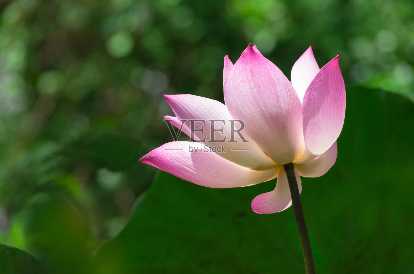 美丽的莲花照片摄影图片