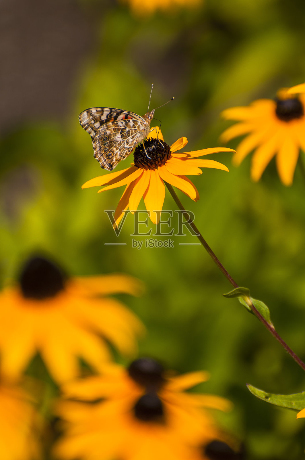 黄雏菊花照片摄影图片