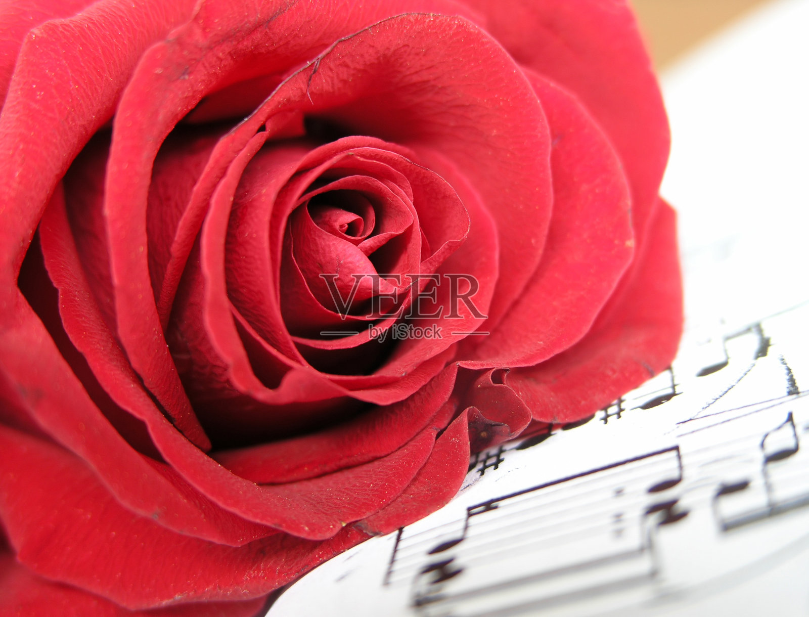 你的情歌2照片摄影图片