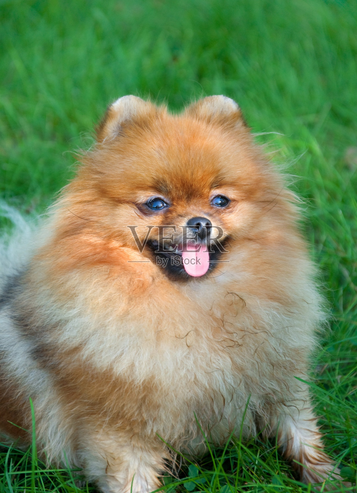 斯皮兹，城市公园里的博美犬照片摄影图片