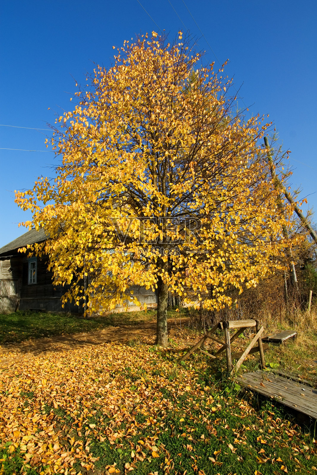 俄罗斯乡村的秋天照片摄影图片