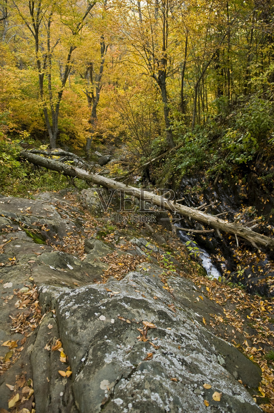 倒下的树照片摄影图片