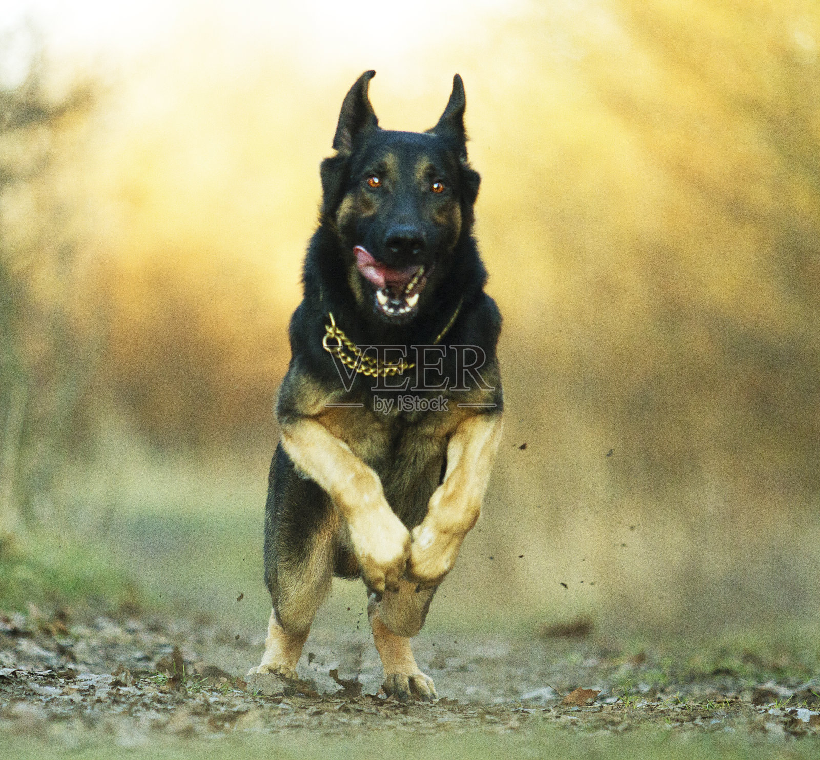 年轻有趣的德国牧羊犬小狗夏天跑和跳照片摄影图片