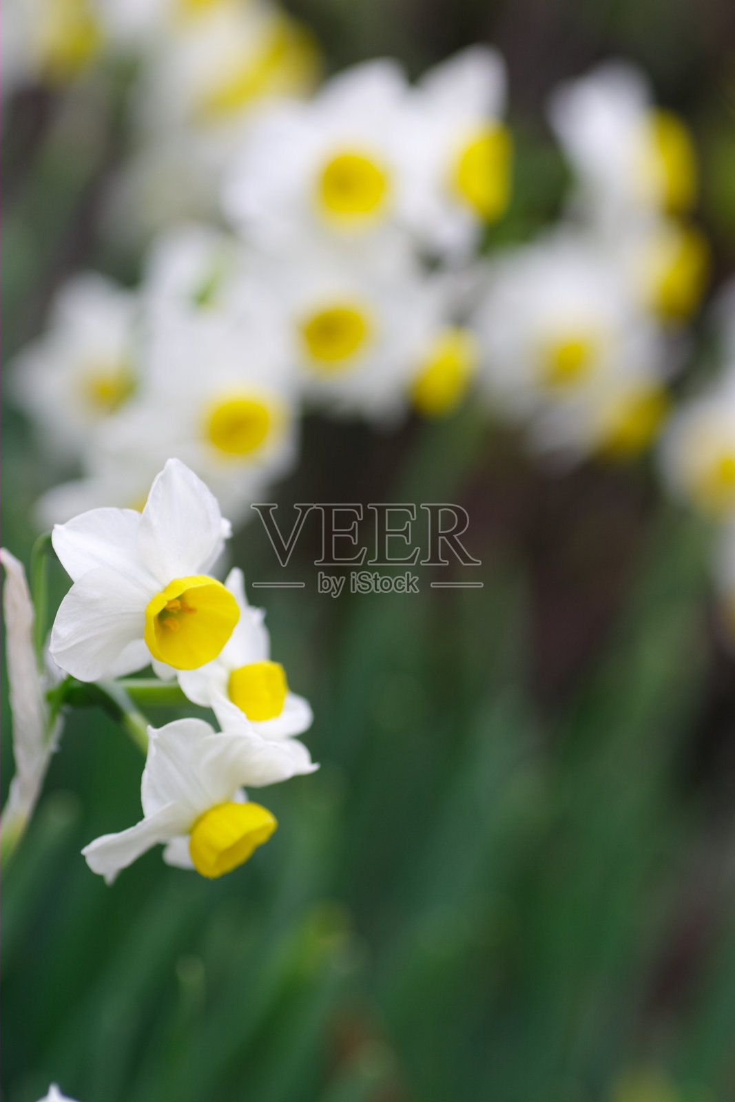 那喀索斯照片摄影图片