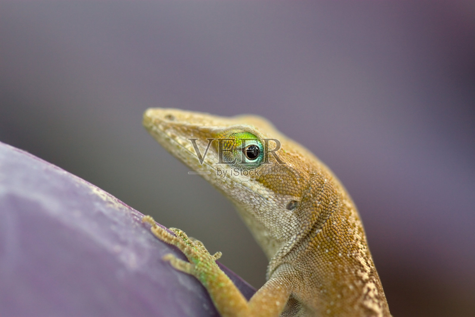 紫色心叶上的蜥蜴宏。照片摄影图片