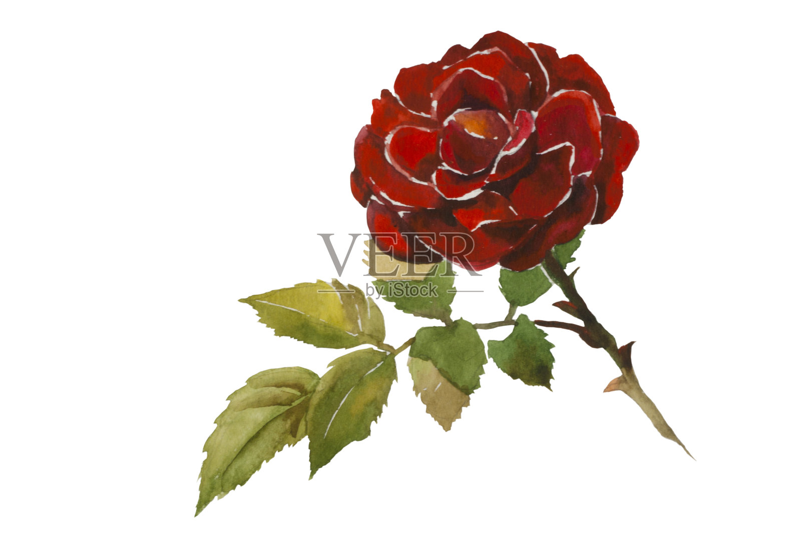 深红色玫瑰水彩插图插画图片素材