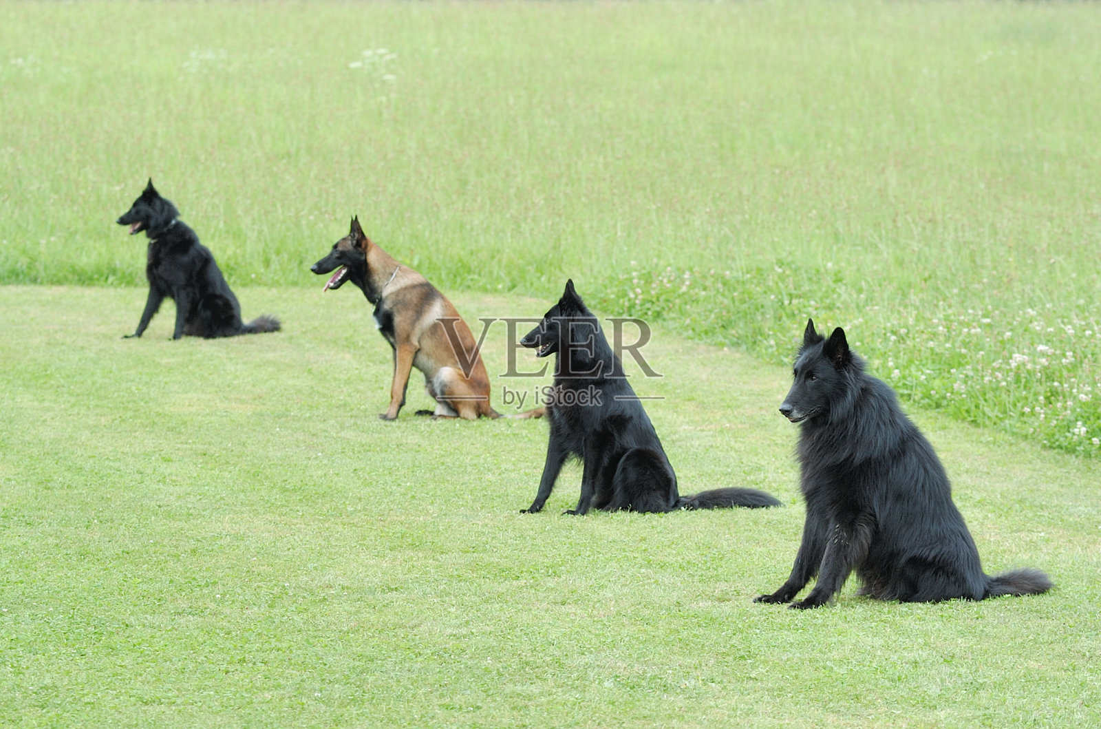 服从照片摄影图片