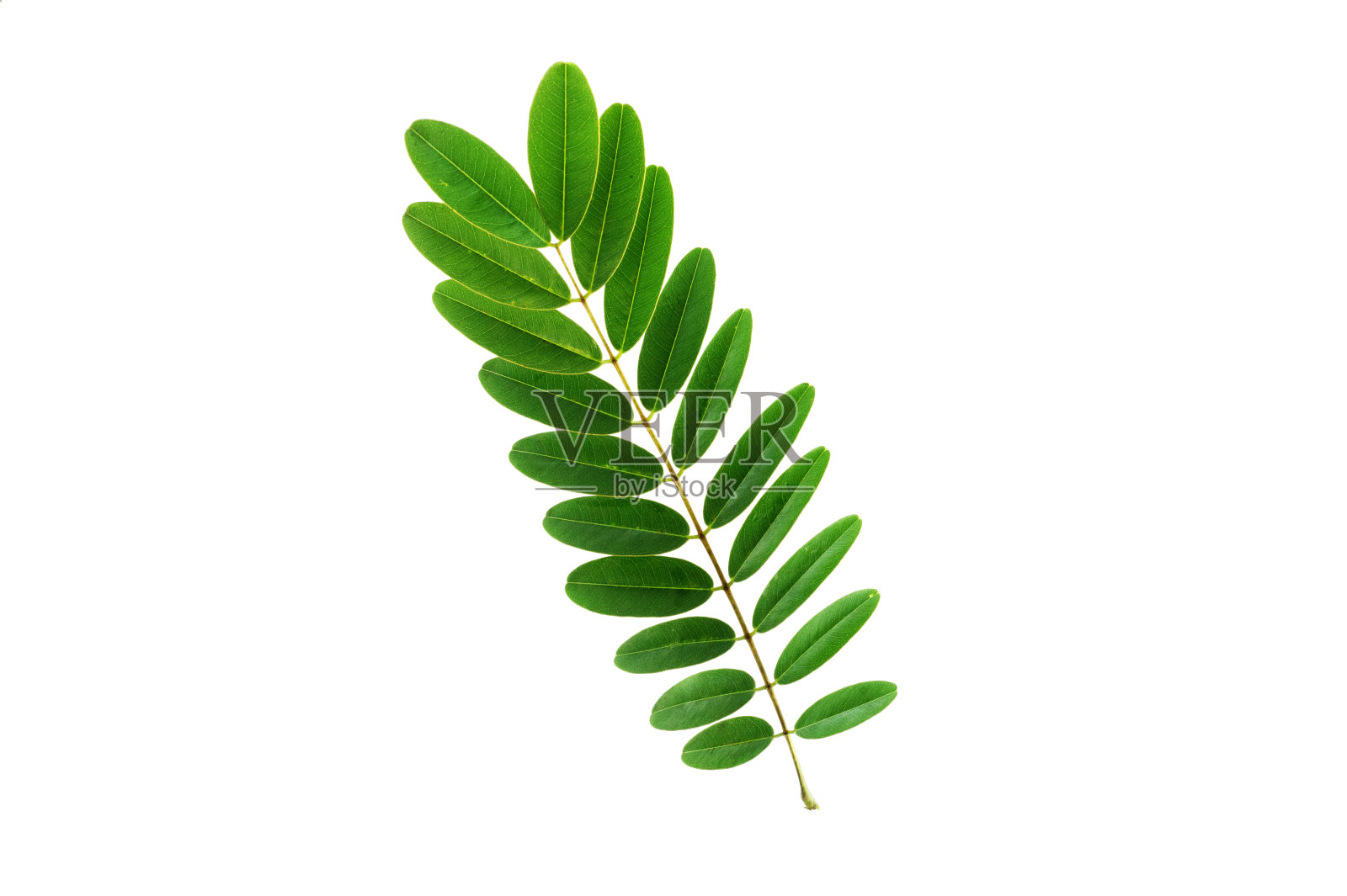 (塞纳siamea (Lam)。，叶片的形态和纹理照片摄影图片