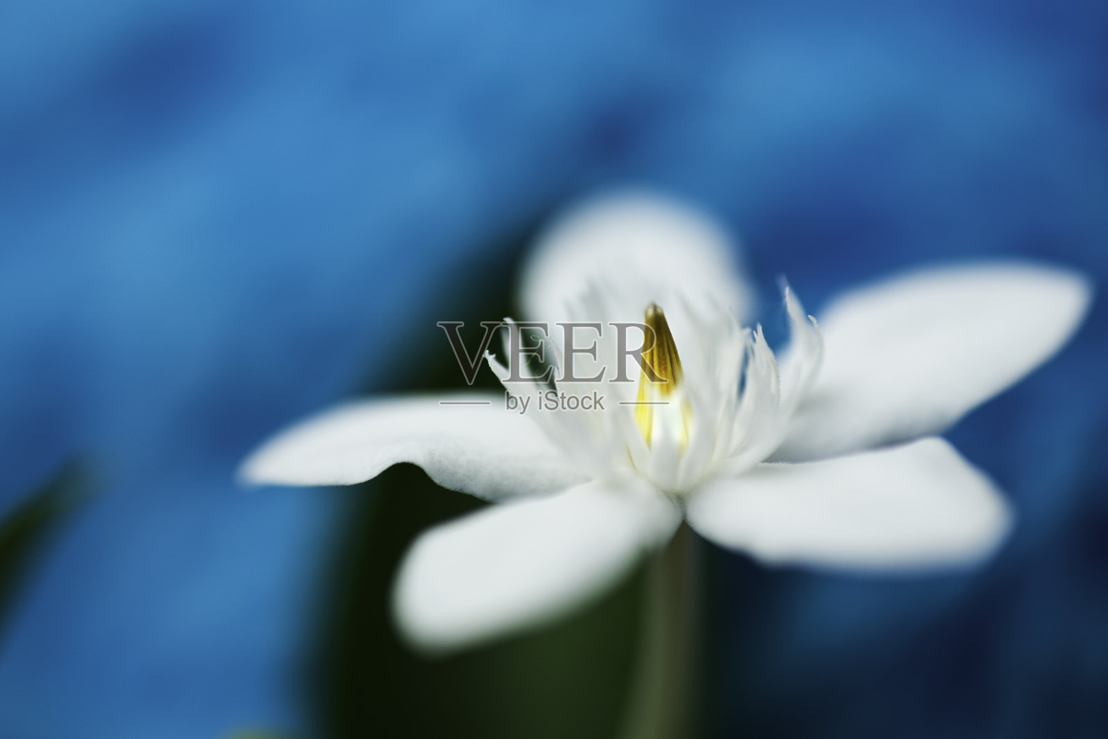 茉莉花照片摄影图片