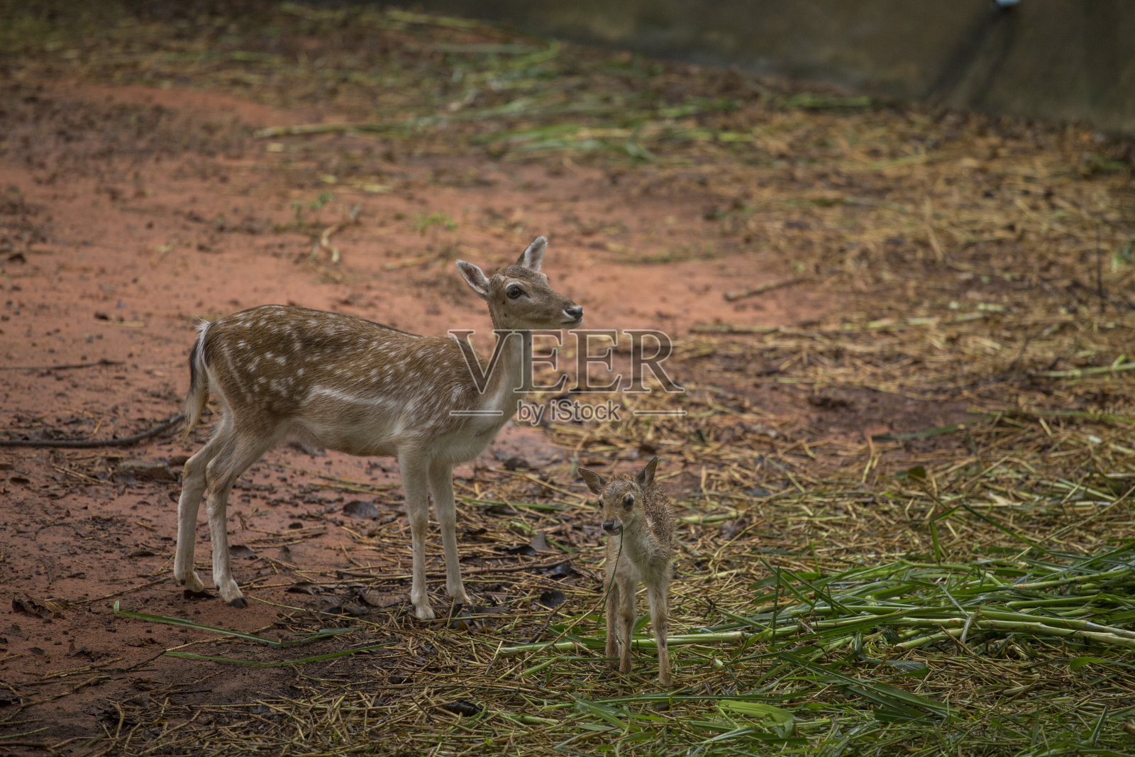 鹿照片摄影图片
