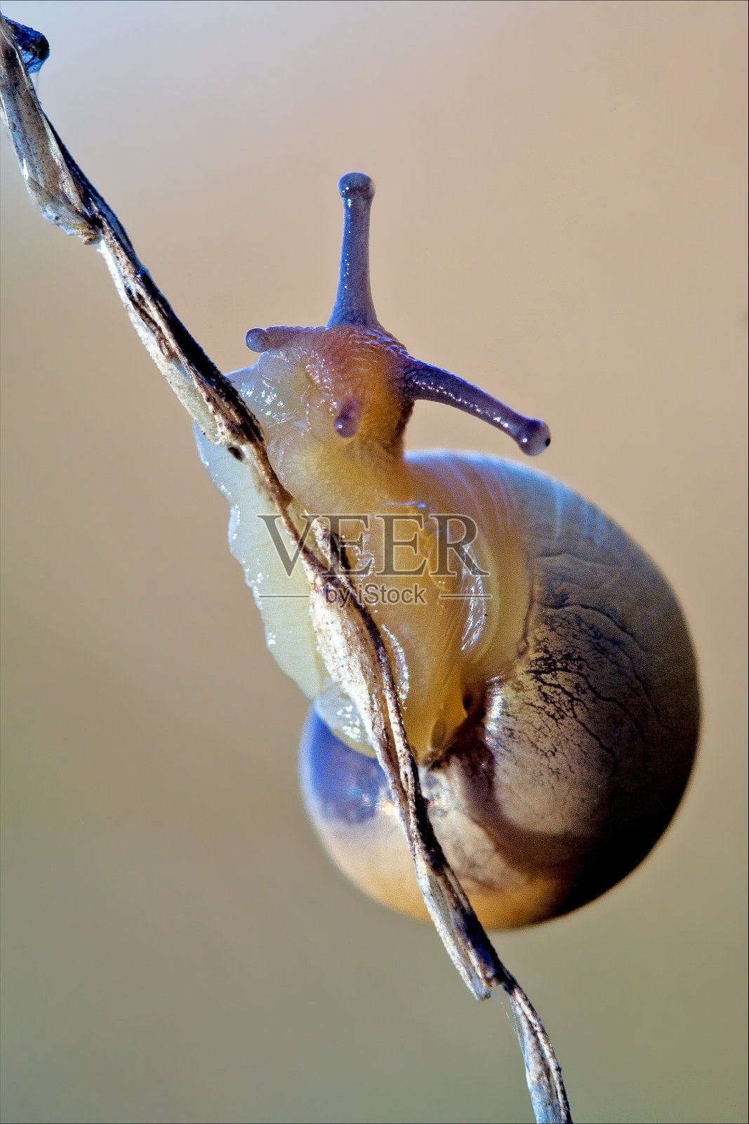 腹足动物门，在一个棕色的分支上照片摄影图片