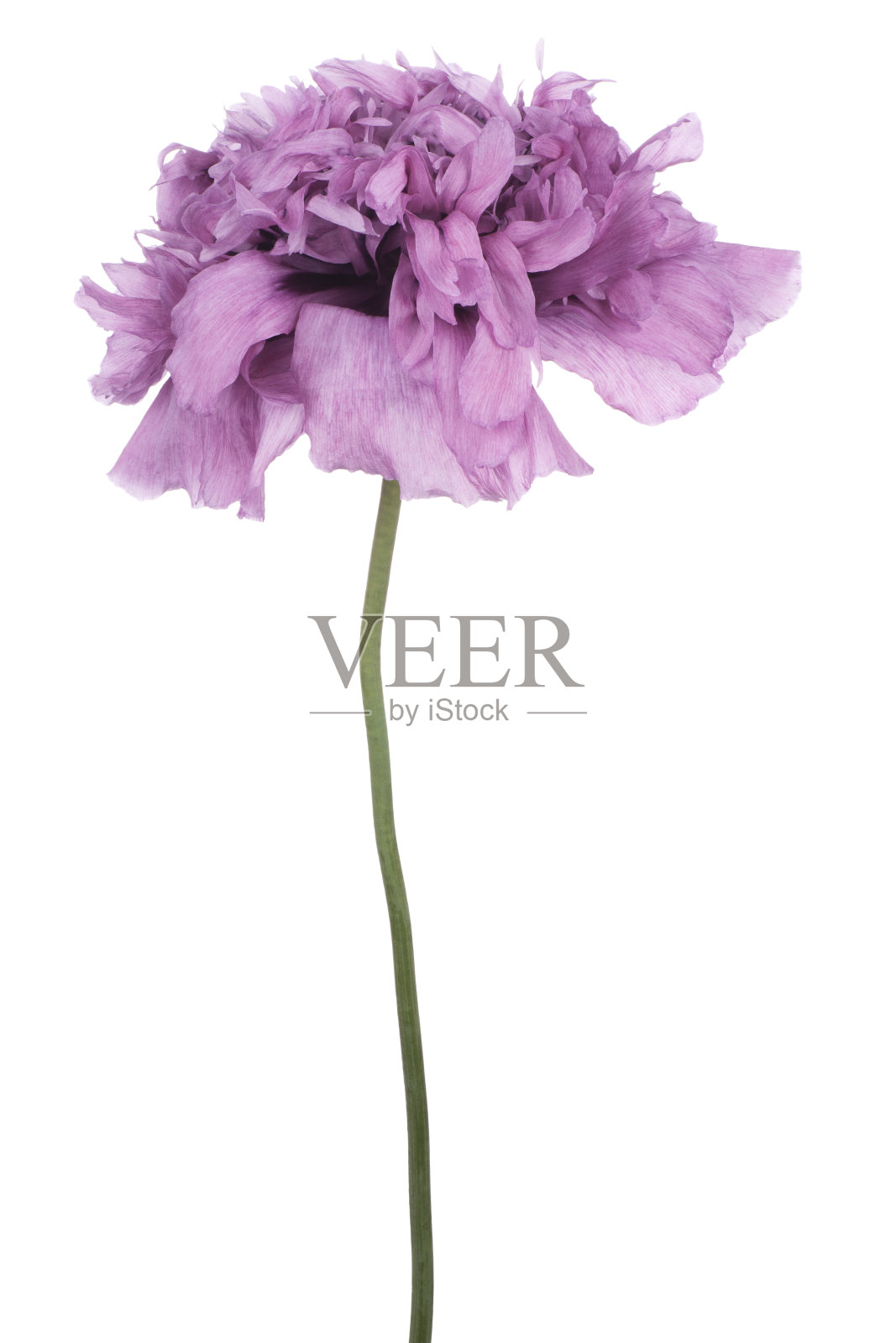 罂粟照片摄影图片