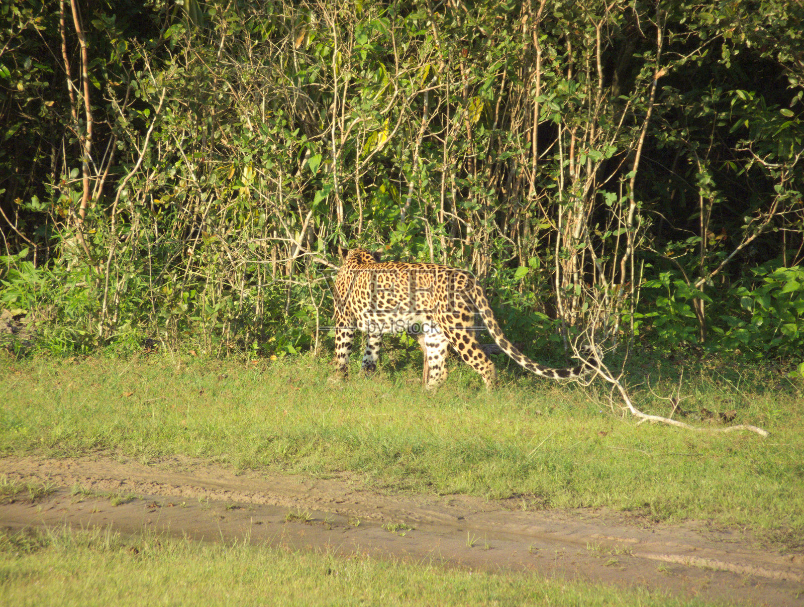 斯里兰卡豹考察热带丛林照片摄影图片