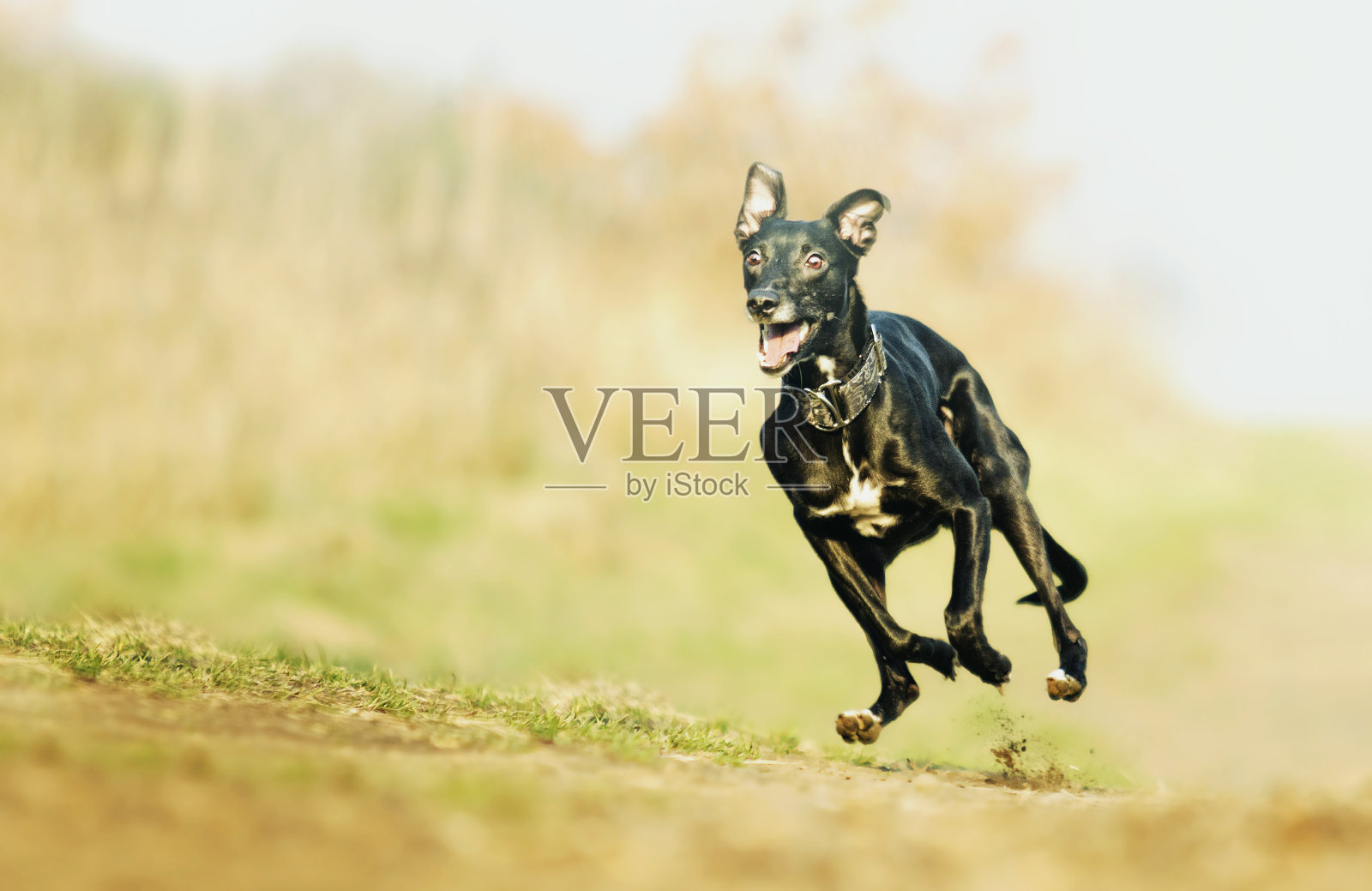 疯狂而有趣的黑色小惠柏犬小狗在奔跑照片摄影图片