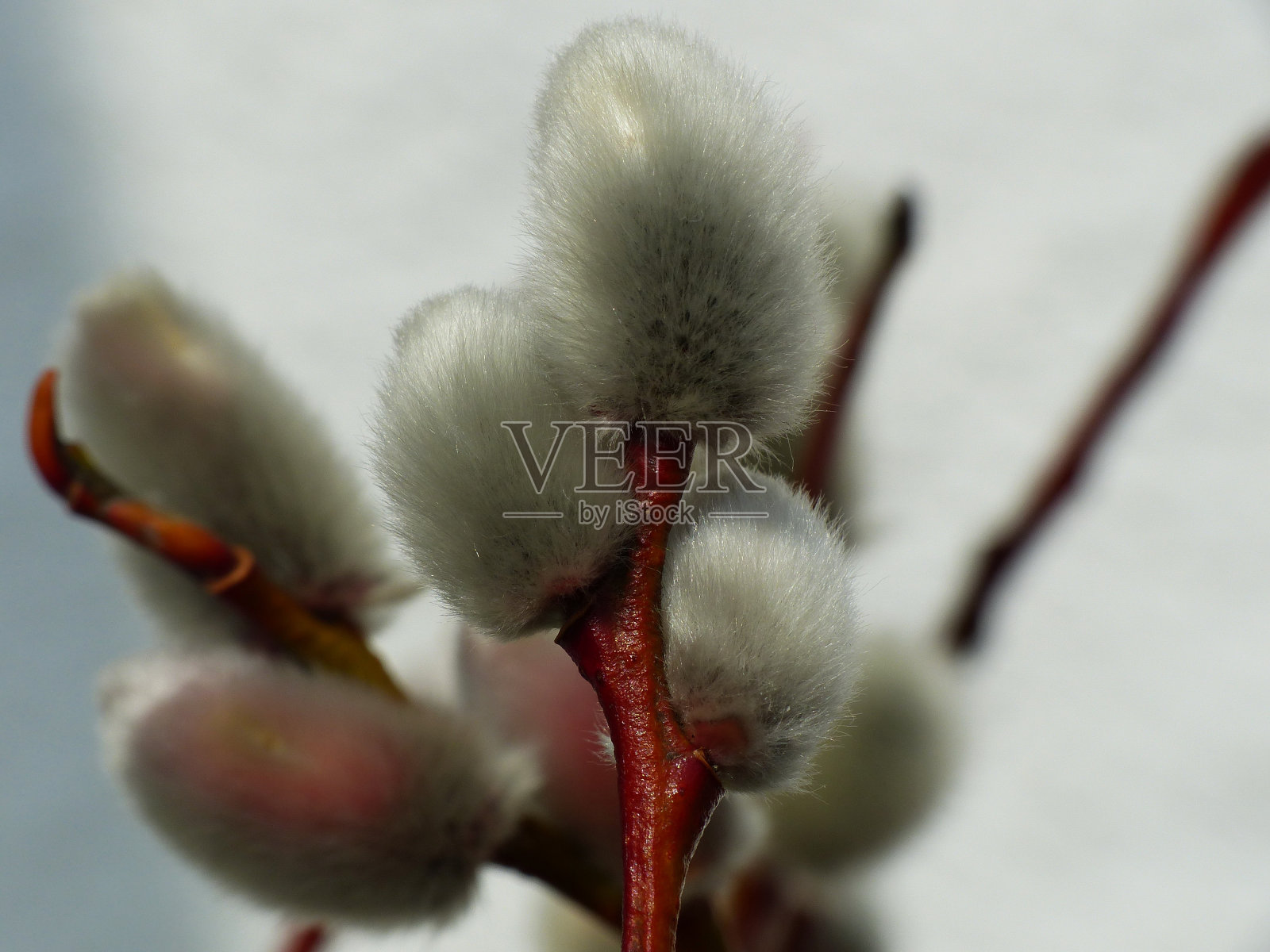 棕枝主日的复活节习俗——柳絮(柳)....照片摄影图片