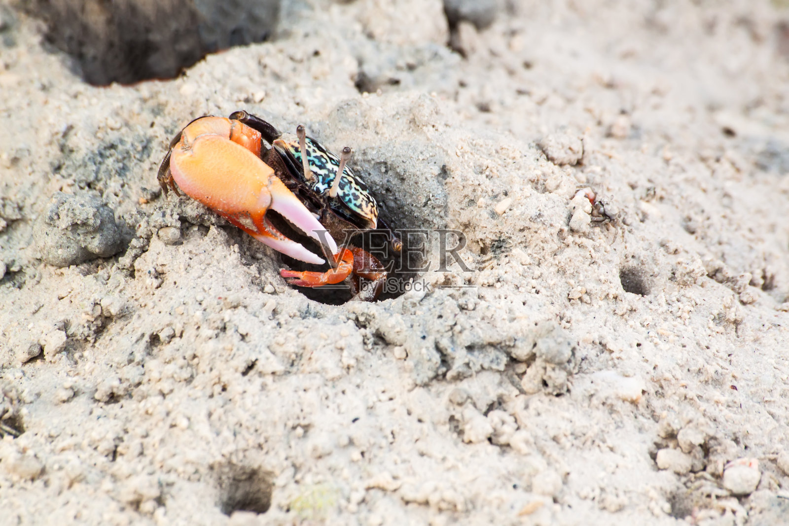 招潮蟹照片摄影图片