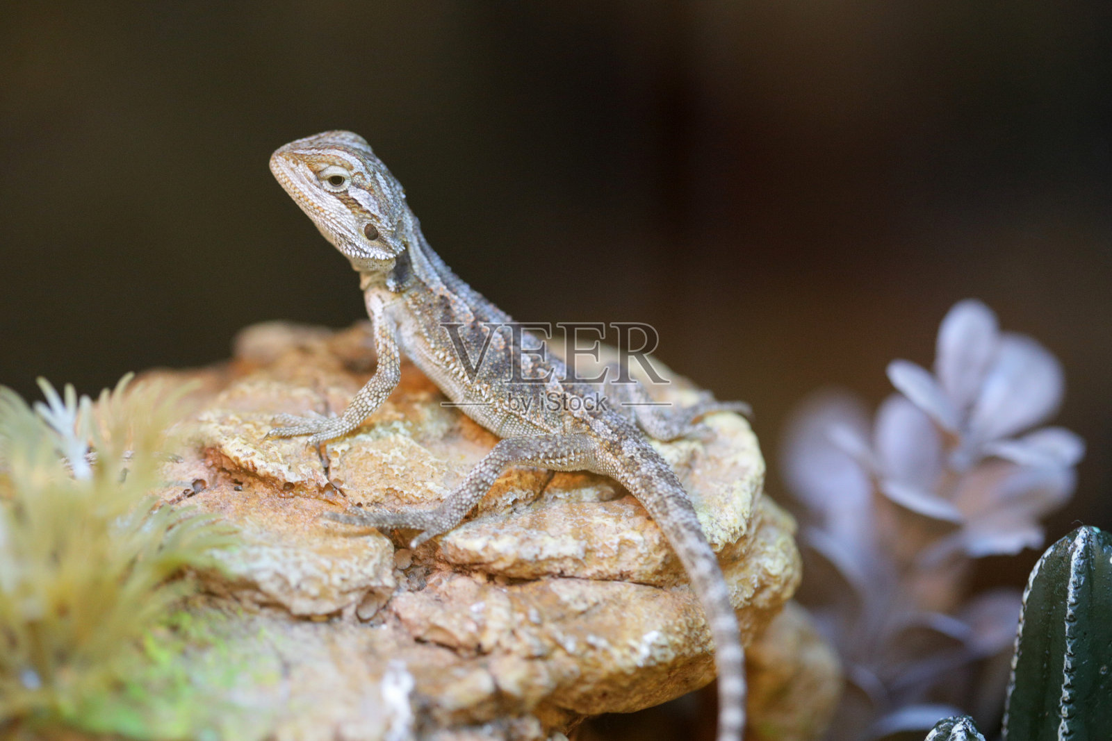 岩石上的蜥蜴照片摄影图片