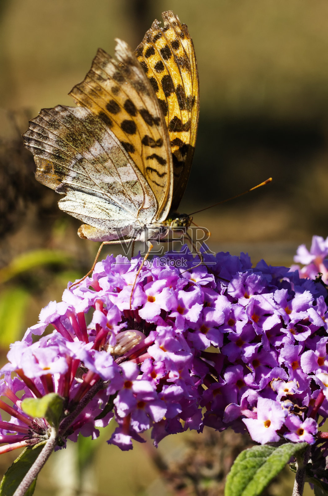 蝴蝶在花照片摄影图片