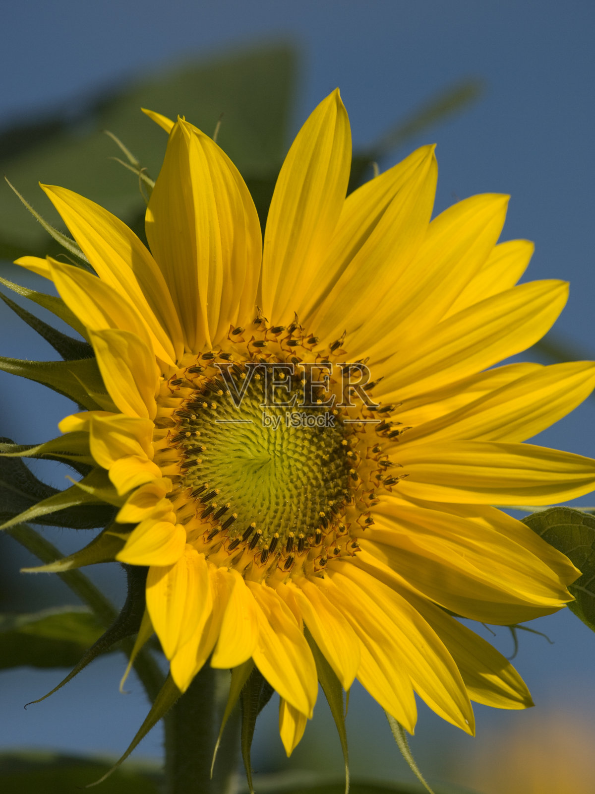 向日葵照片摄影图片