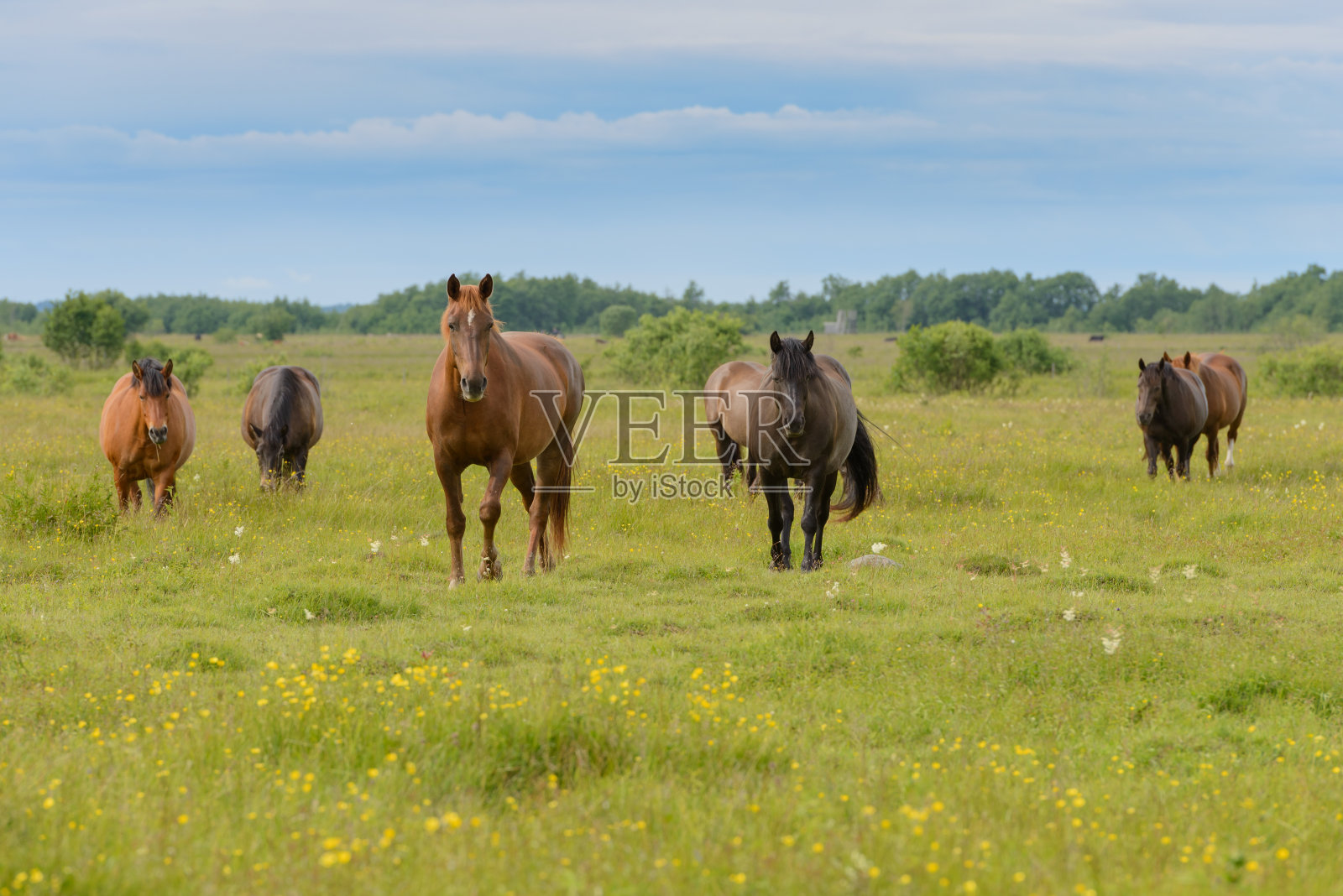 干草地上的马照片摄影图片