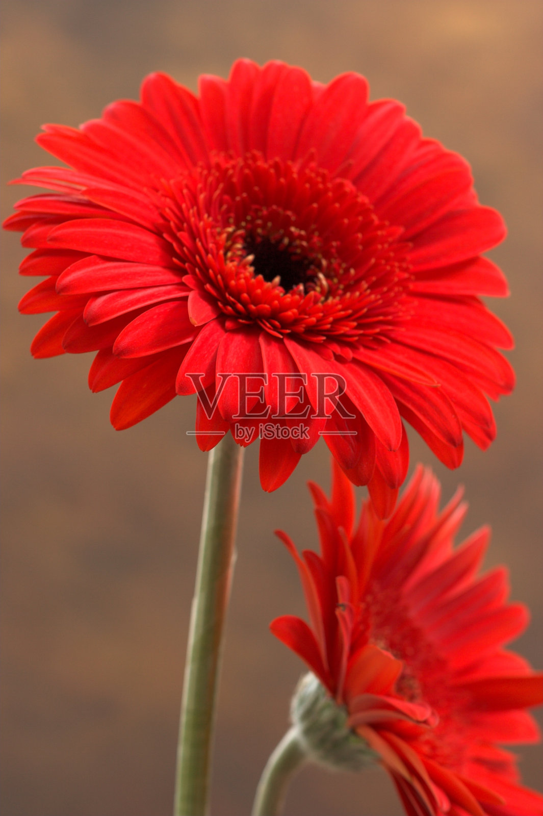 红水马齿照片摄影图片