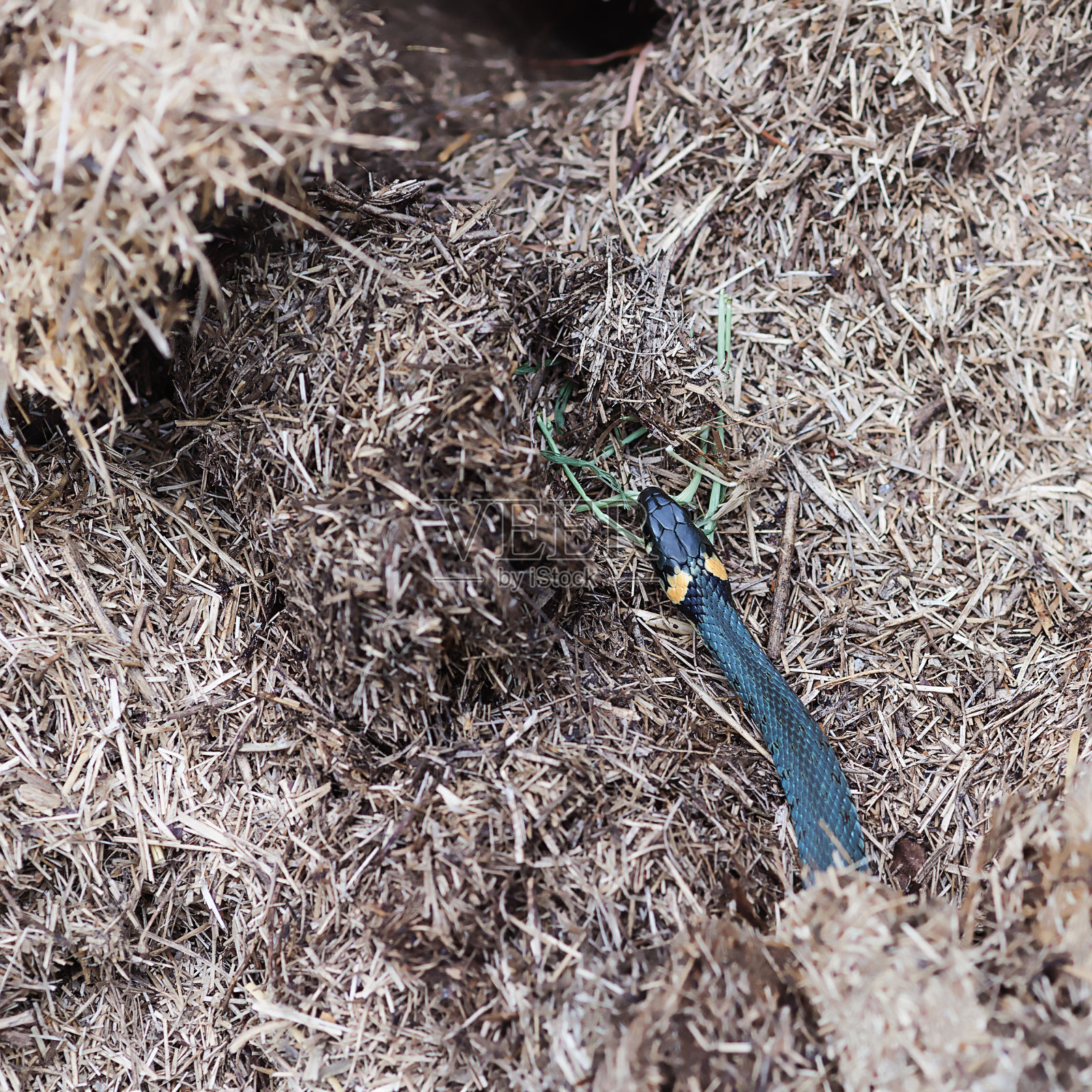 草蛇照片摄影图片