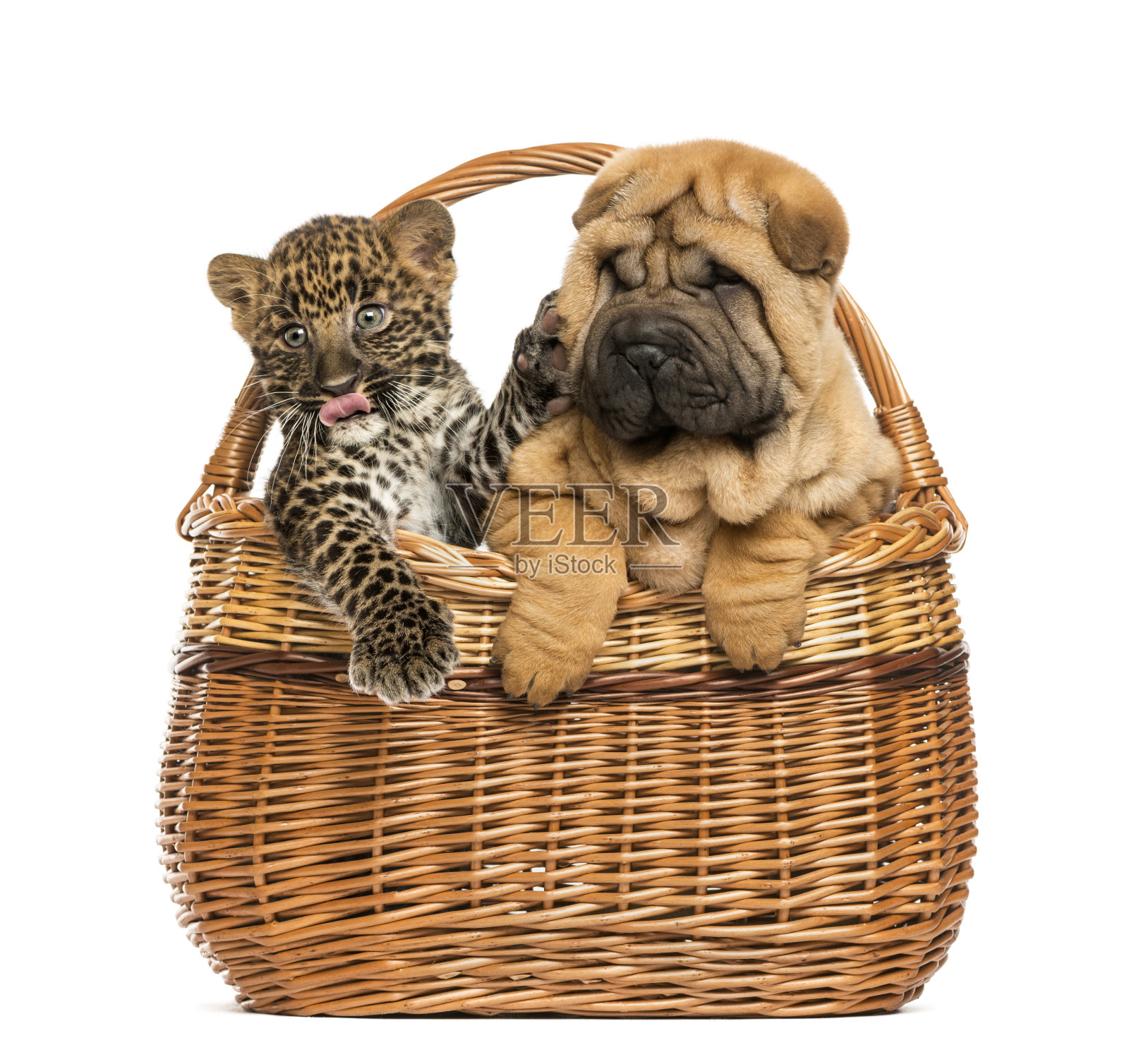 沙皮小狗和斑点豹幼崽在柳条篮子里照片摄影图片