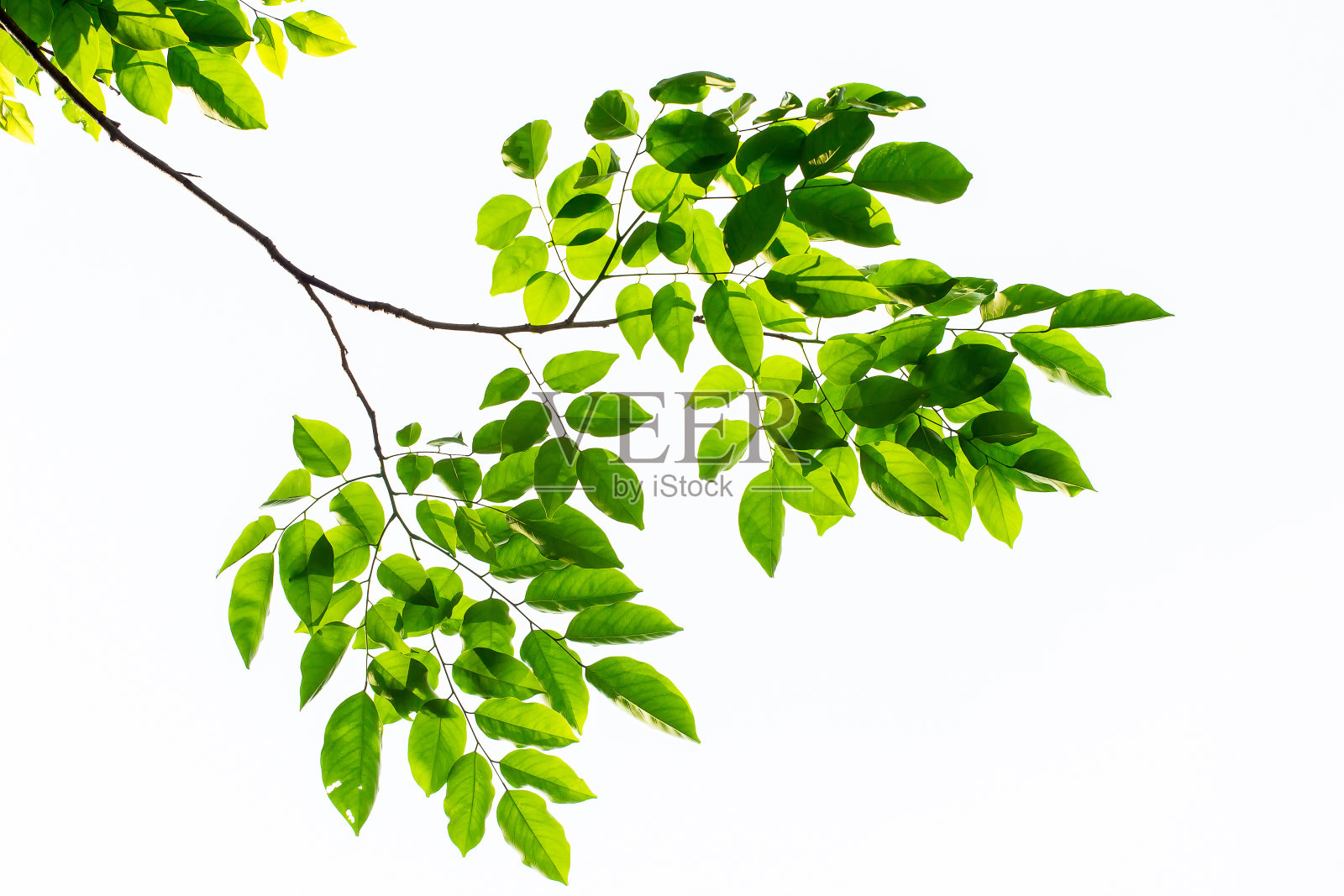 白色背景上的绿叶照片摄影图片