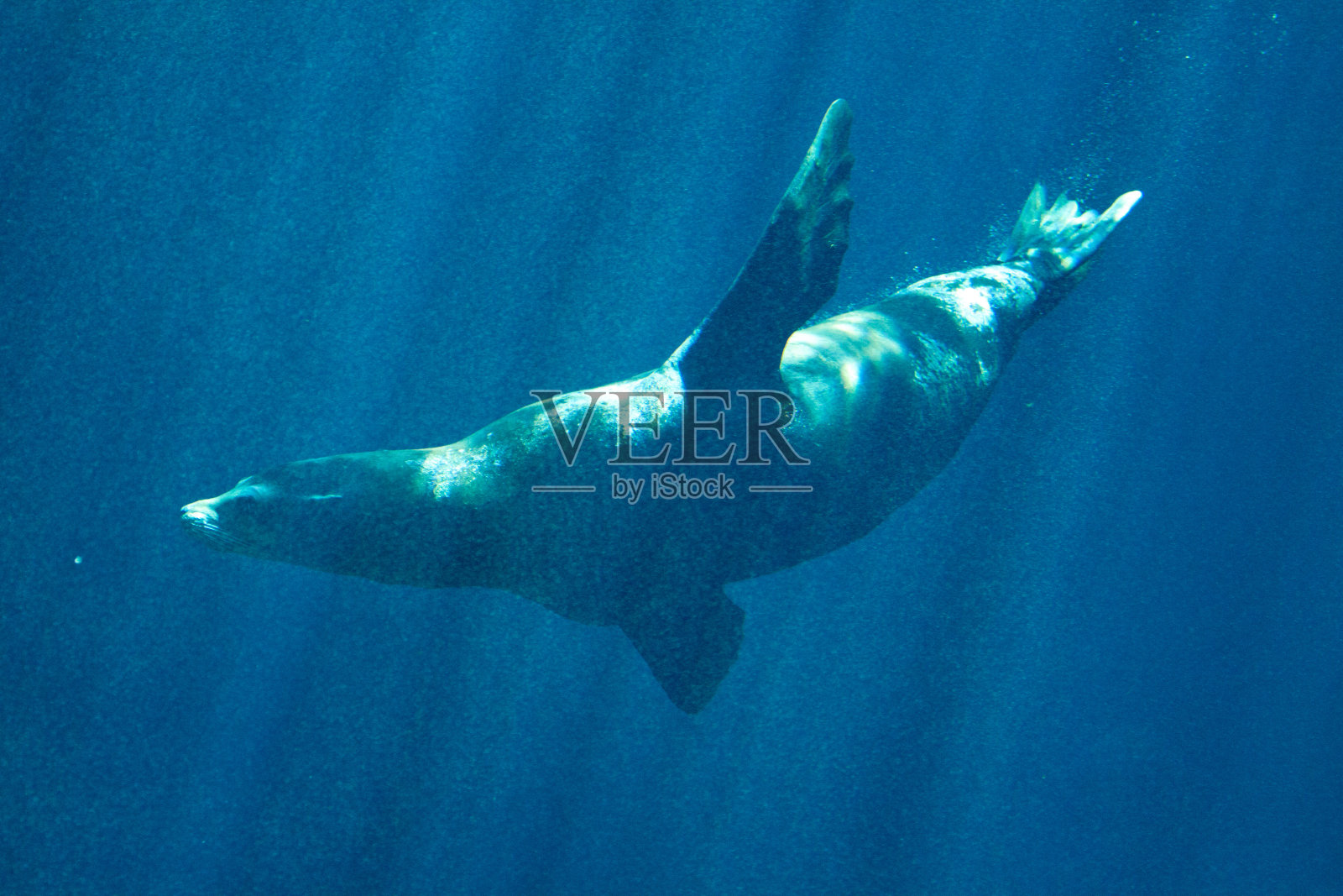 加州海狮照片摄影图片