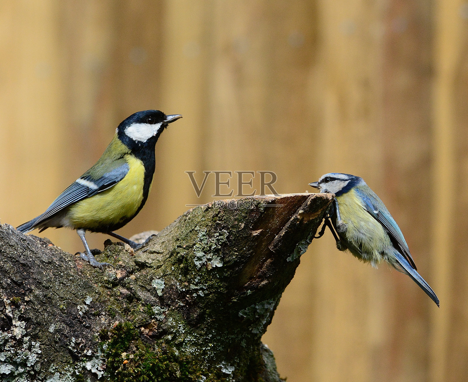 蓝山雀在躲避大山雀照片摄影图片