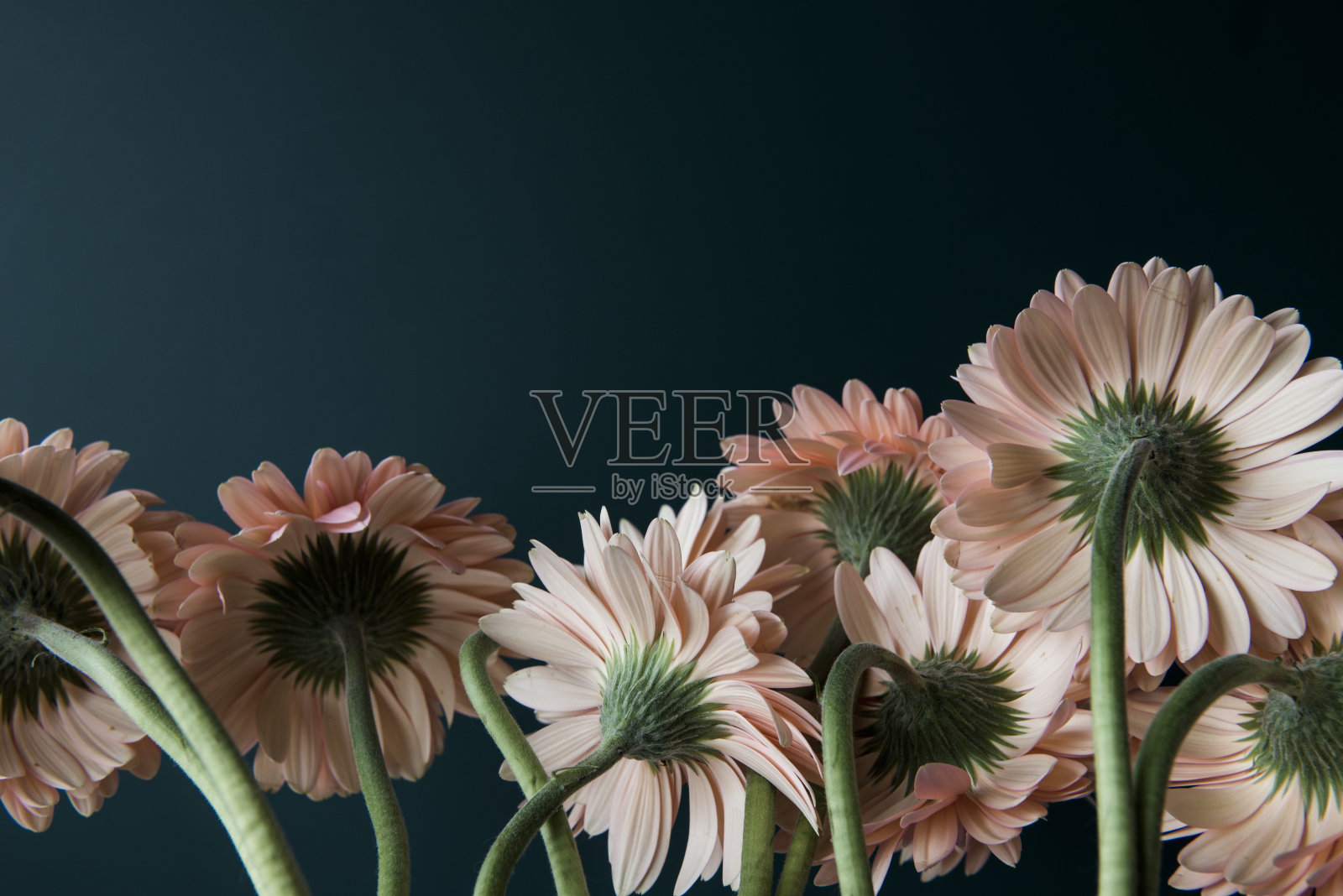 黑色背景上的花照片摄影图片