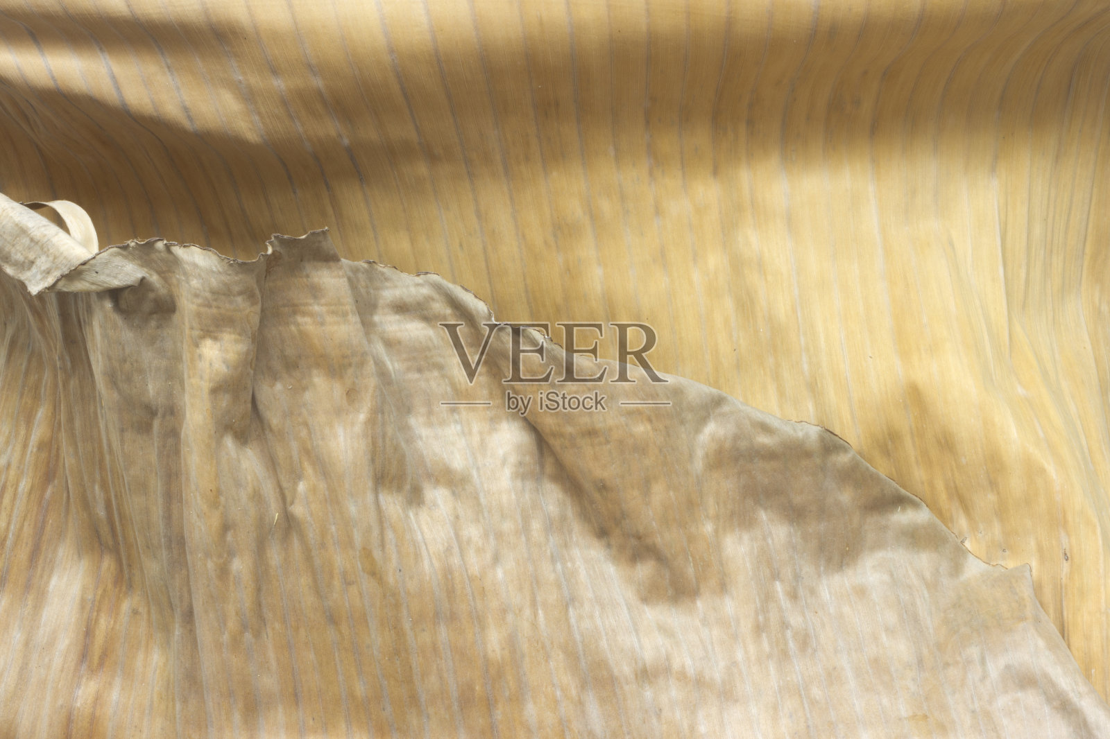 干香蕉叶结构特写照片摄影图片