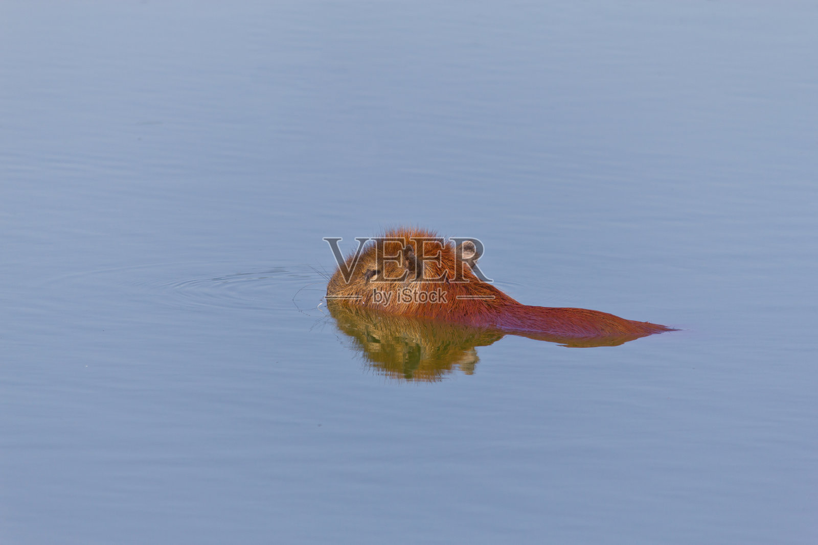 水豚在湖里照片摄影图片