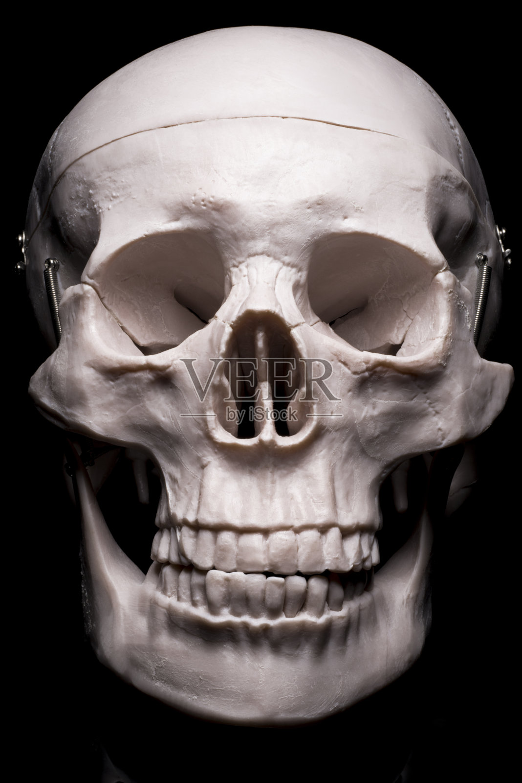 近距离的人类头骨模型照片摄影图片