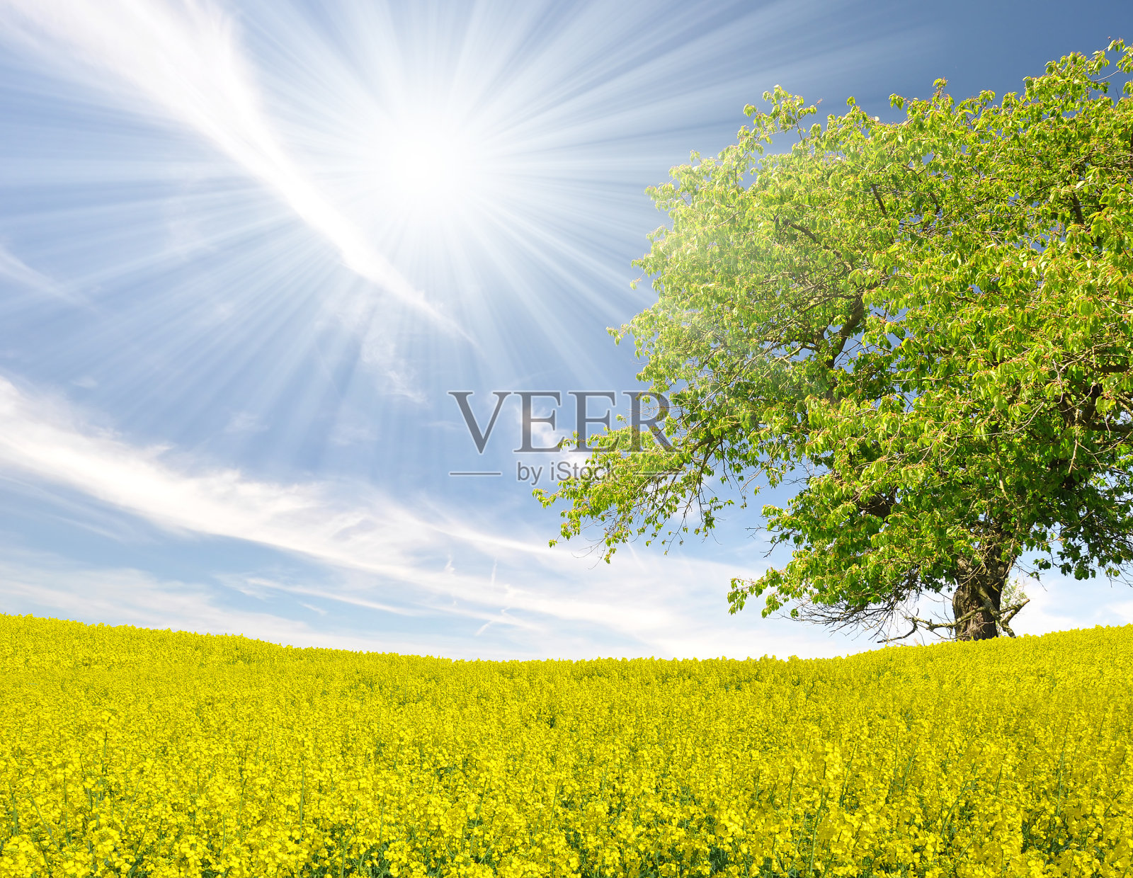 油菜籽领域照片摄影图片