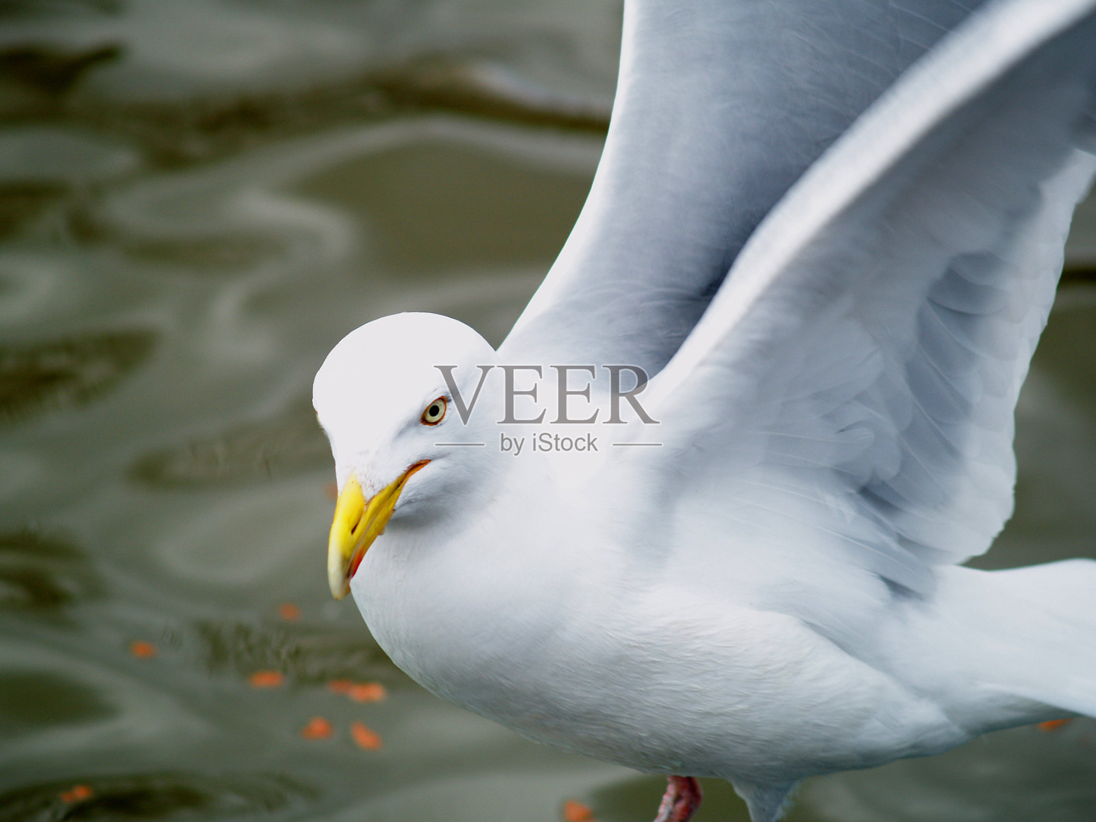 海鸥起飞照片摄影图片