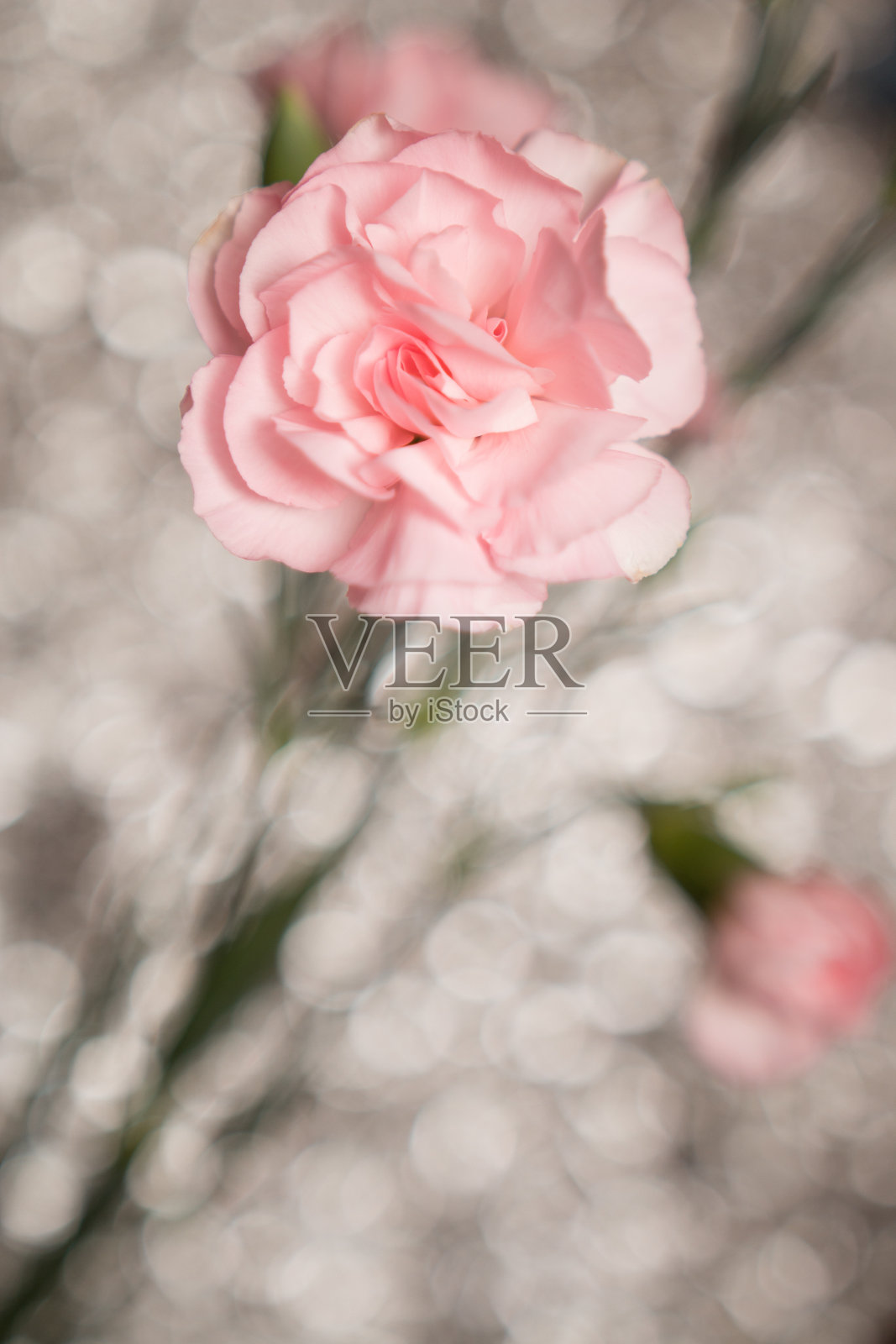 在一个模糊的背景康乃馨花照片摄影图片