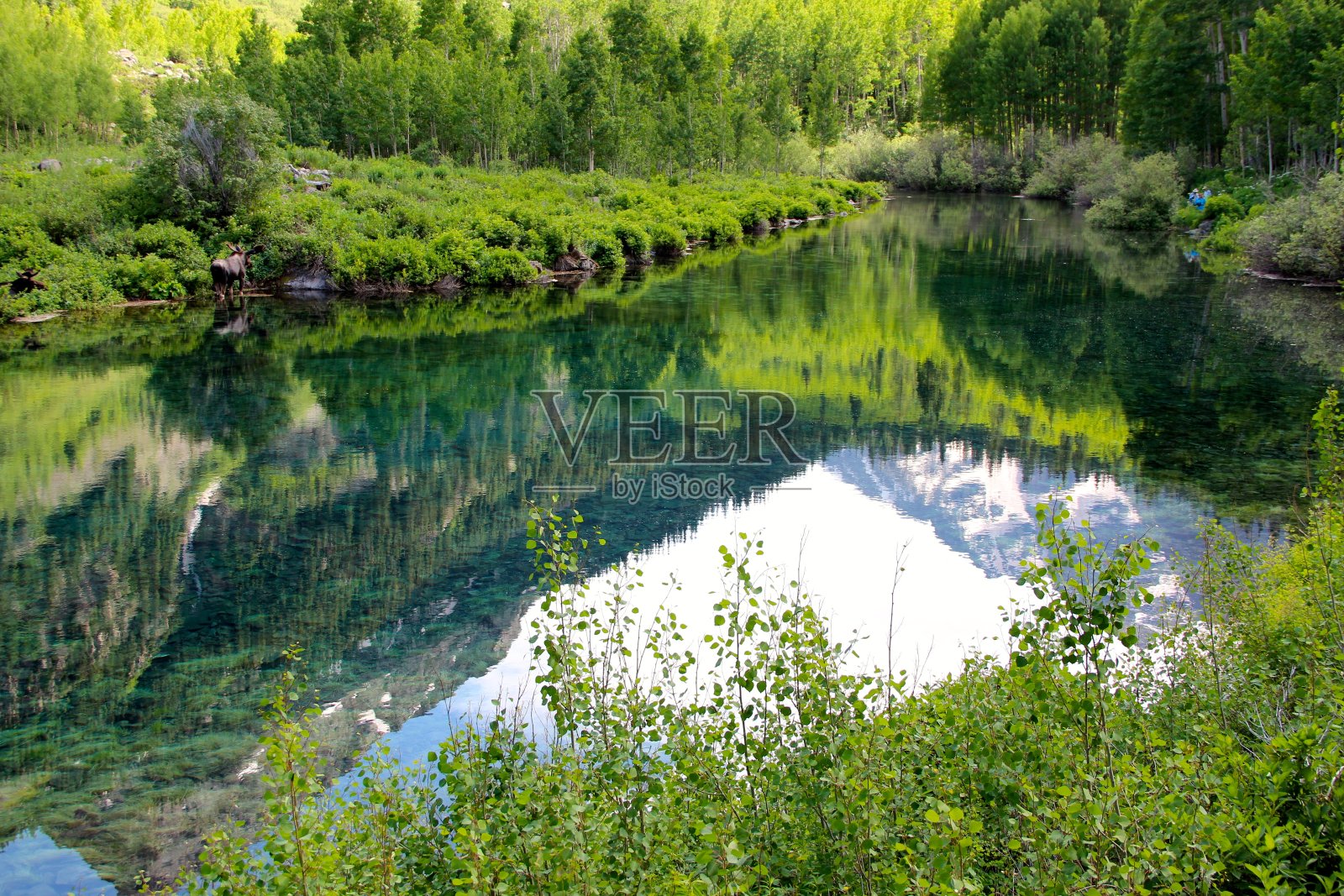 紫红钟的倒影照片摄影图片
