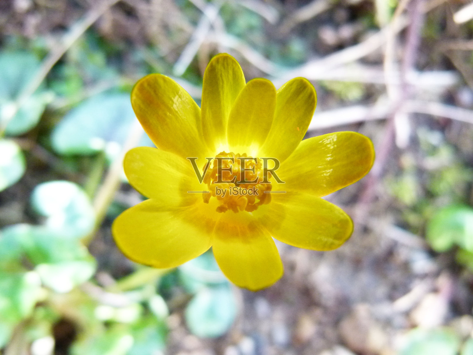 黄色的花照片摄影图片